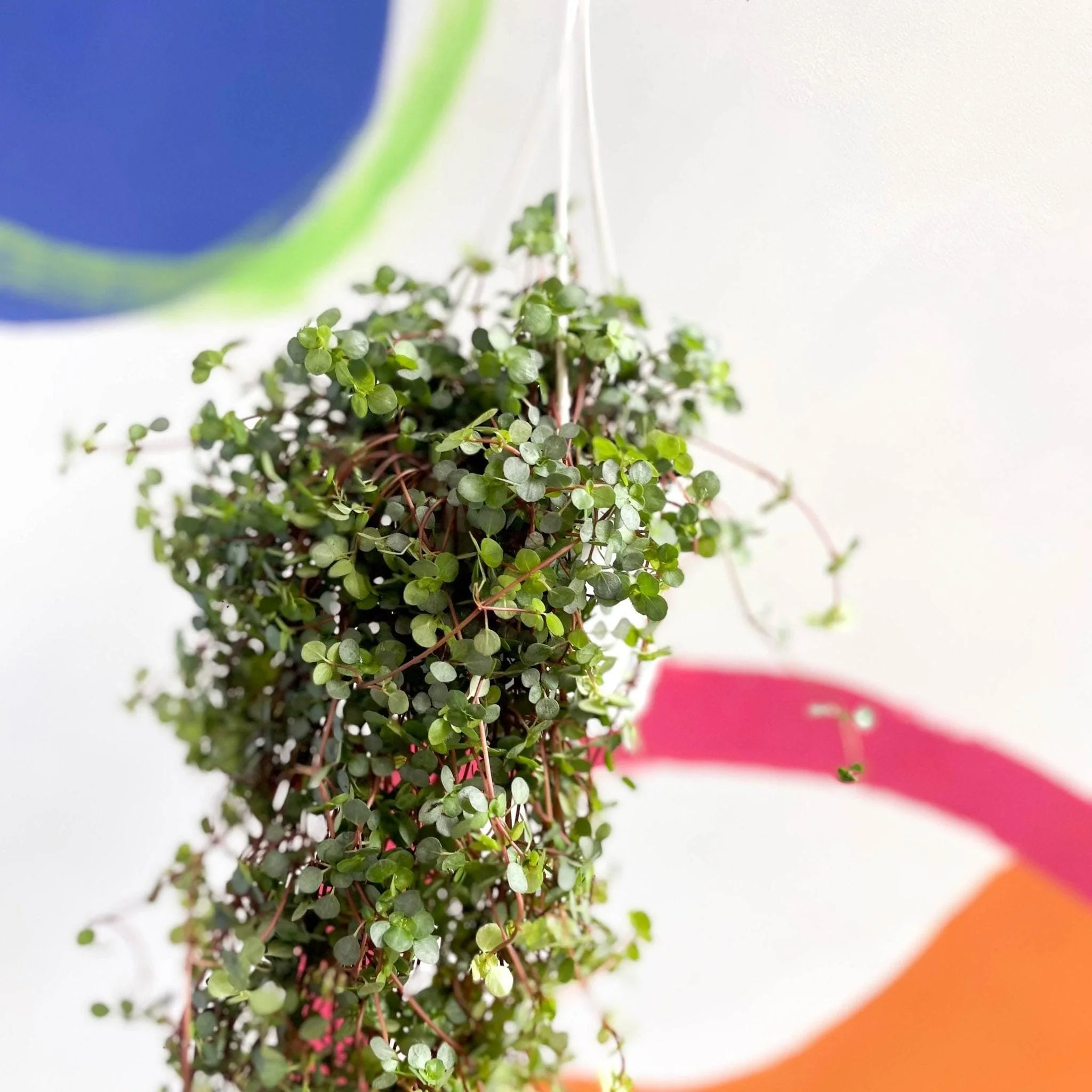 Pilea glaucophylla 'Greyzy' - Silver Sparkle Plant - Image 4