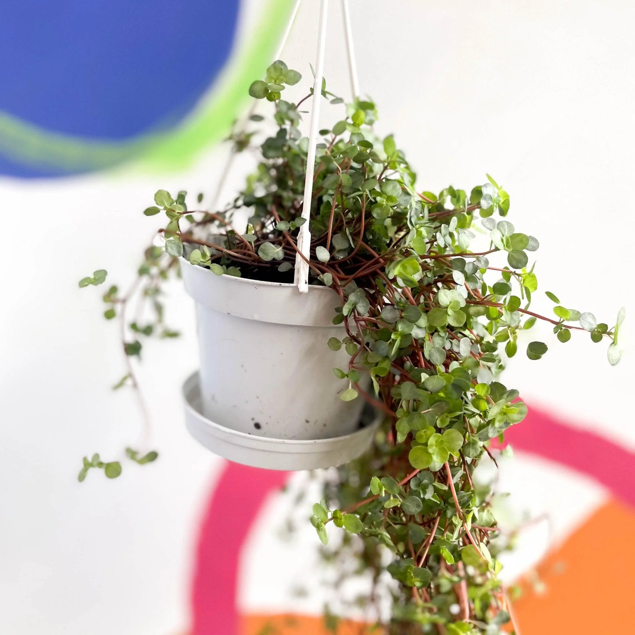 Pilea glaucophylla 'Greyzy' - Silver Sparkle Plant - Image 5
