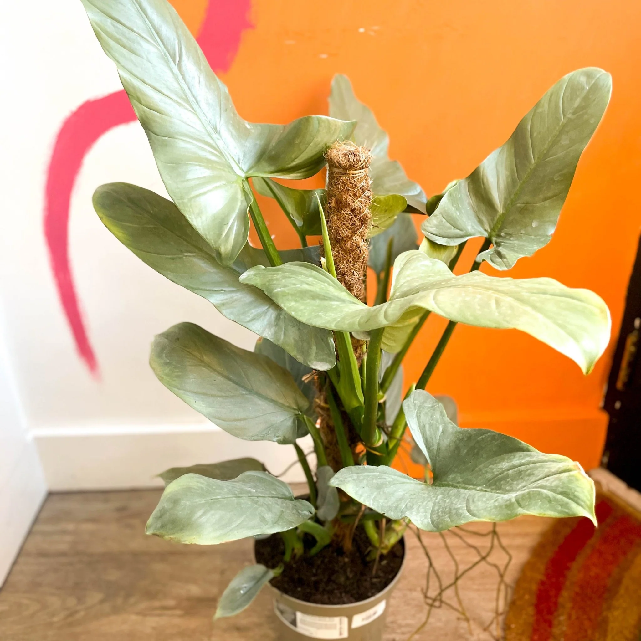 Silver Sword - Philodendron hastatum - British Grown