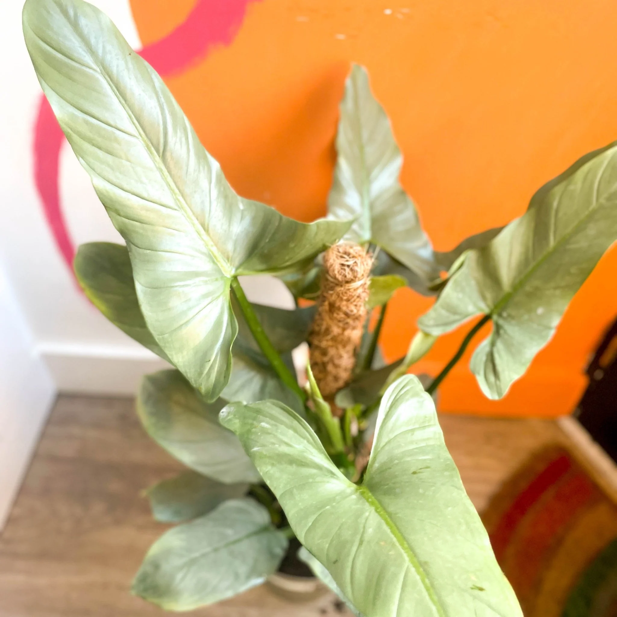 Silver Sword - Philodendron hastatum - British Grown - Image 2
