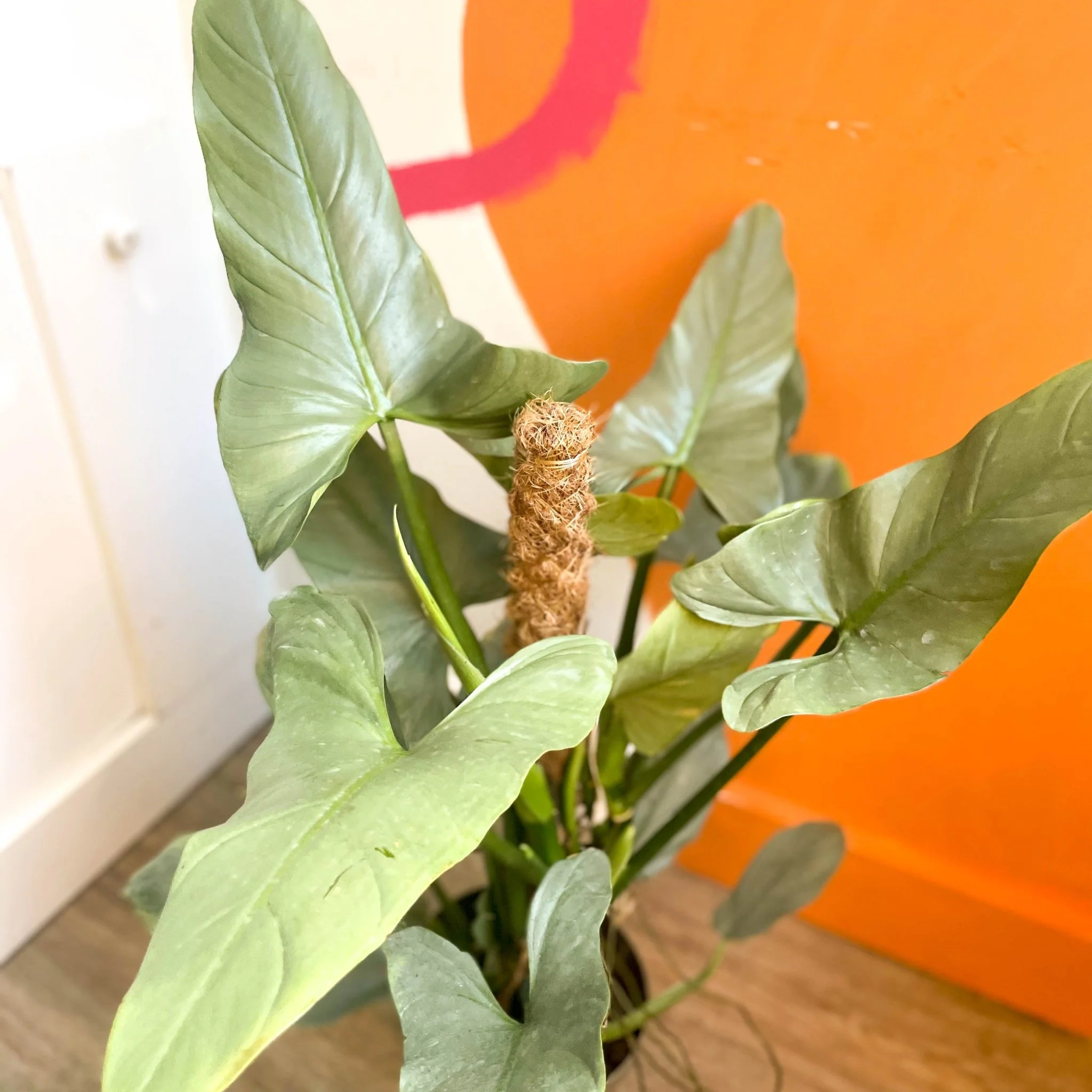 Silver Sword - Philodendron hastatum - British Grown - Image 3