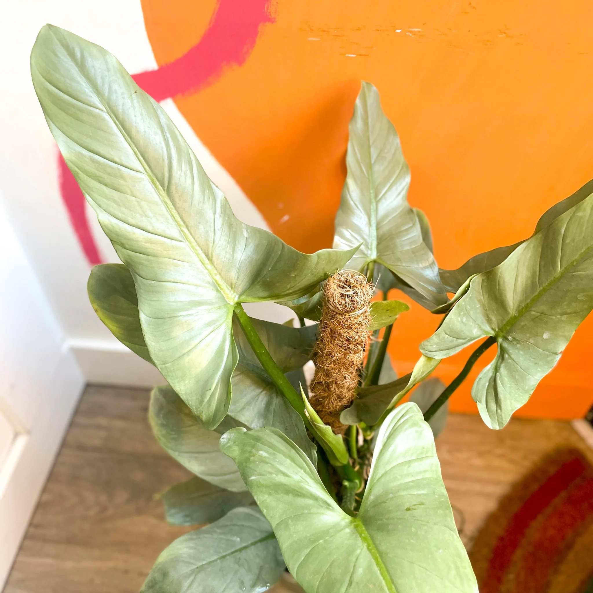 Silver Sword - Philodendron hastatum - British Grown - Image 4