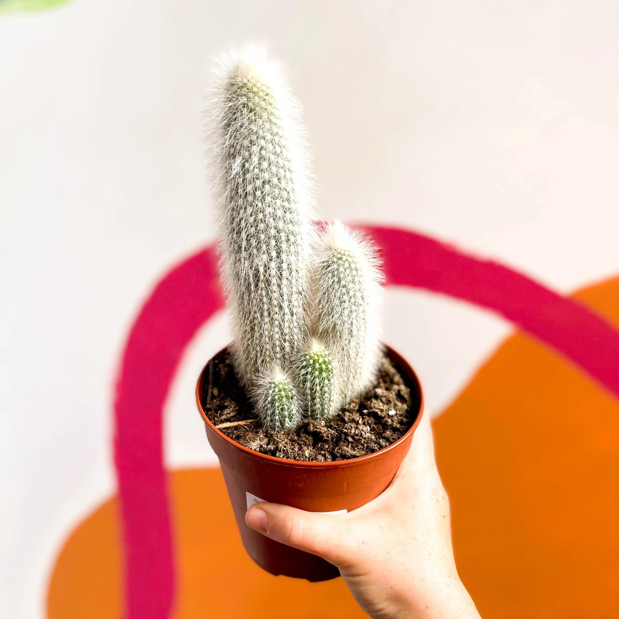 Silver Torch Cactus - Cleistocactus strausii