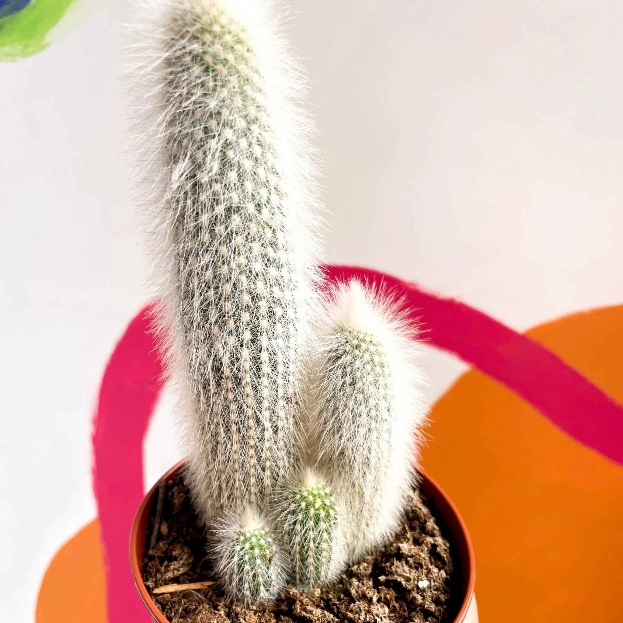 Silver Torch Cactus - Cleistocactus strausii - Image 2