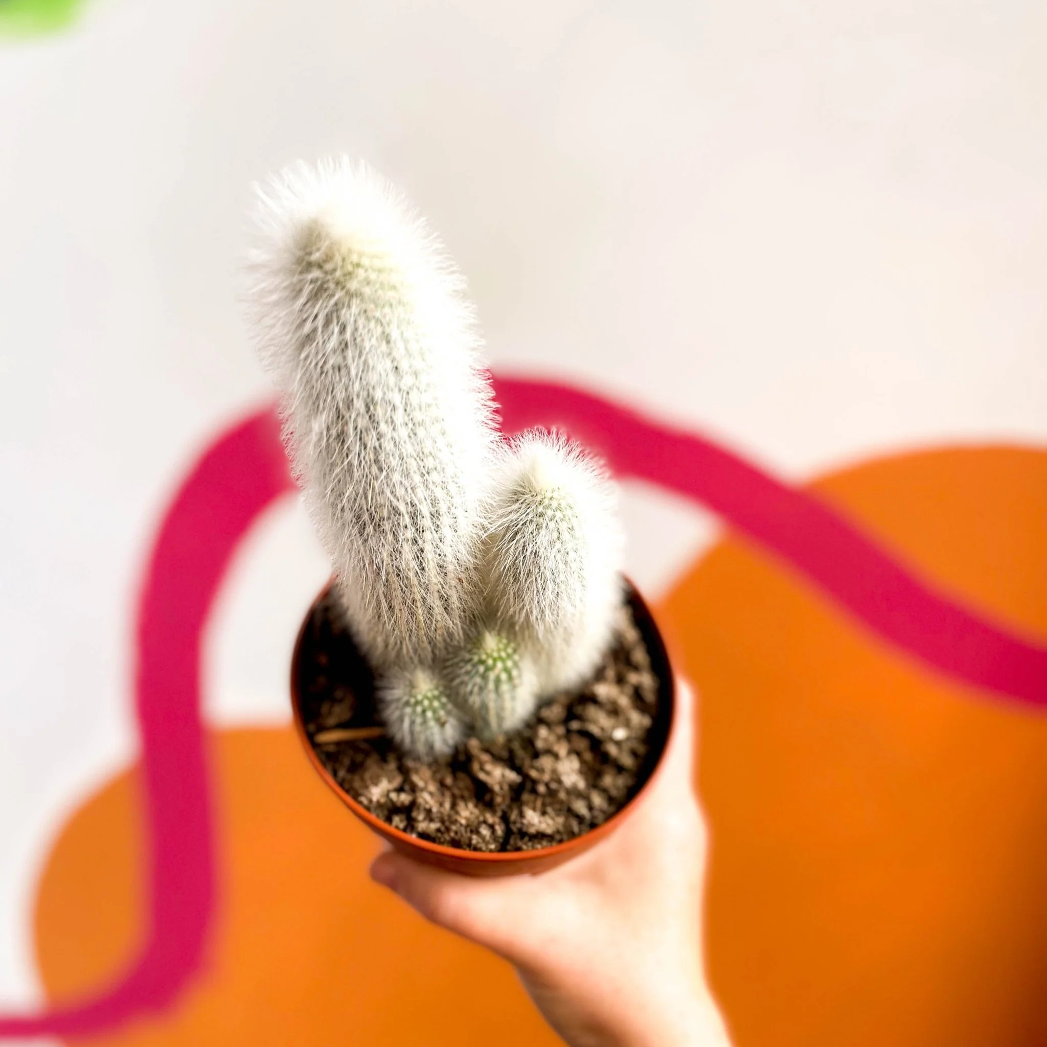 Silver Torch Cactus - Cleistocactus strausii - Image 3