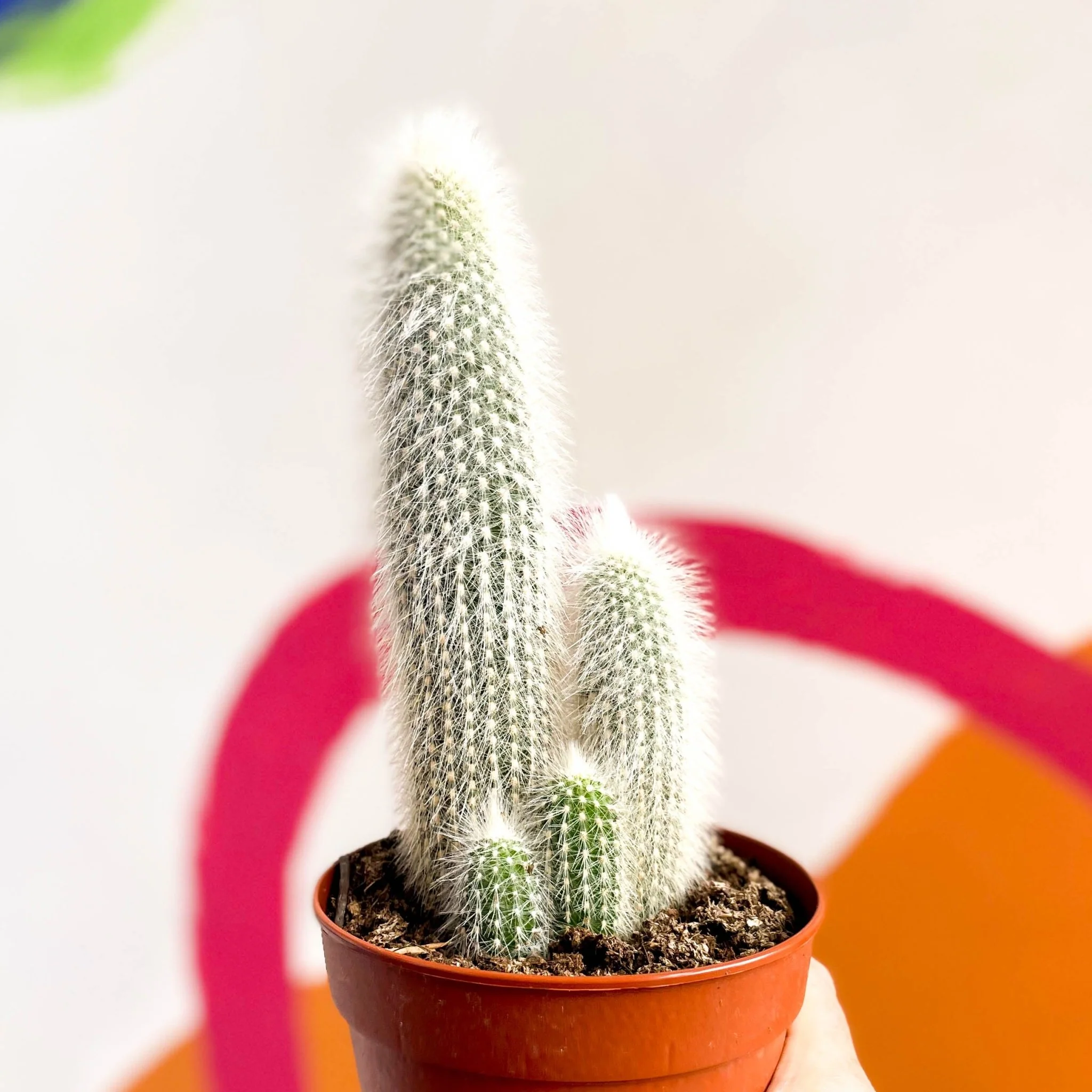 Silver Torch Cactus - Cleistocactus strausii - Image 4