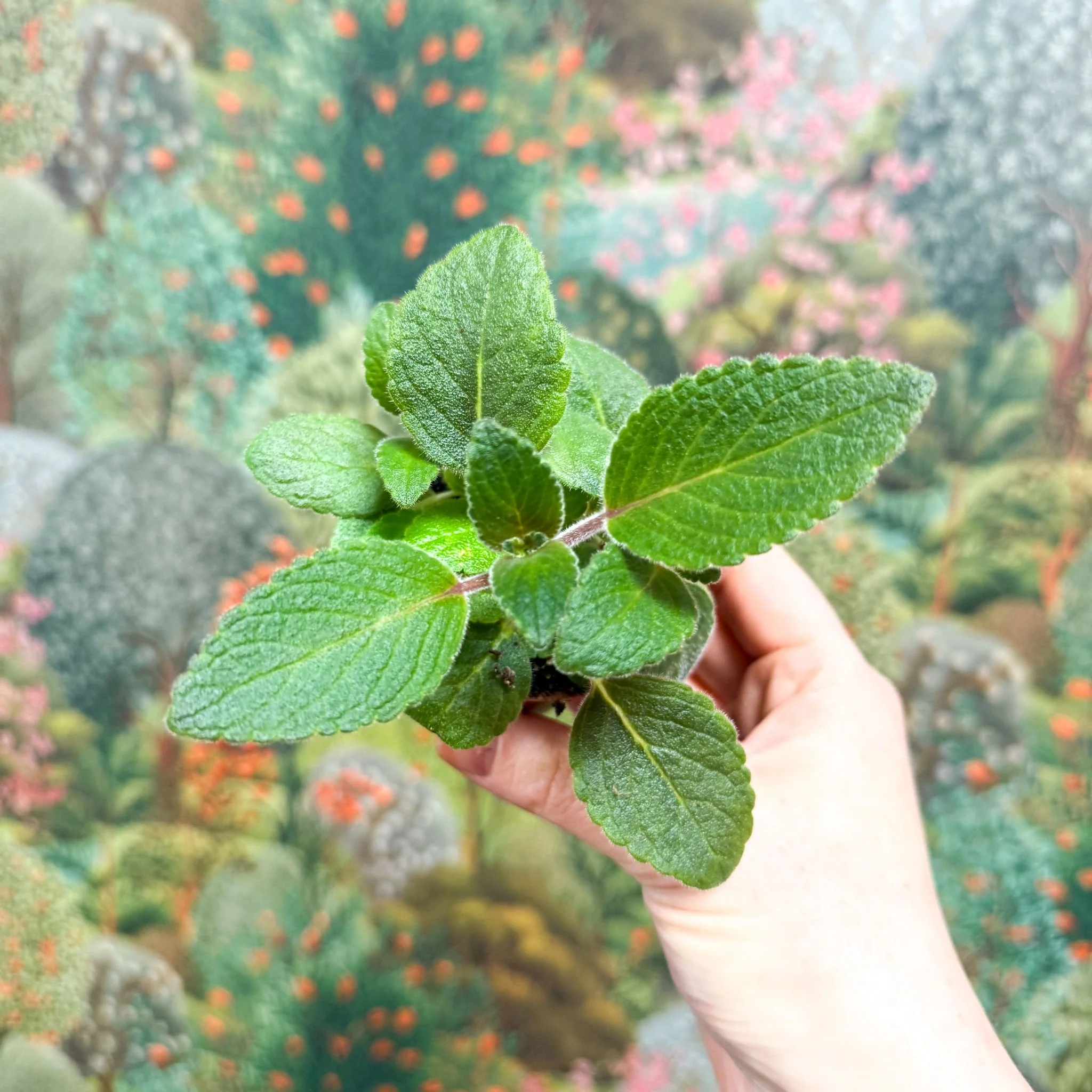 Sinningia nivalis - Welsh Grown