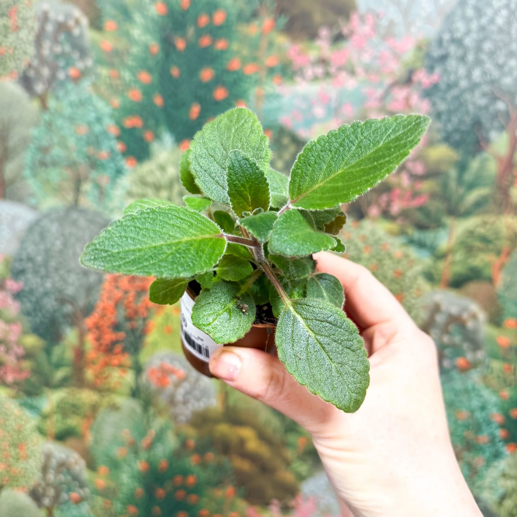 Sinningia nivalis - Welsh Grown - Image 2