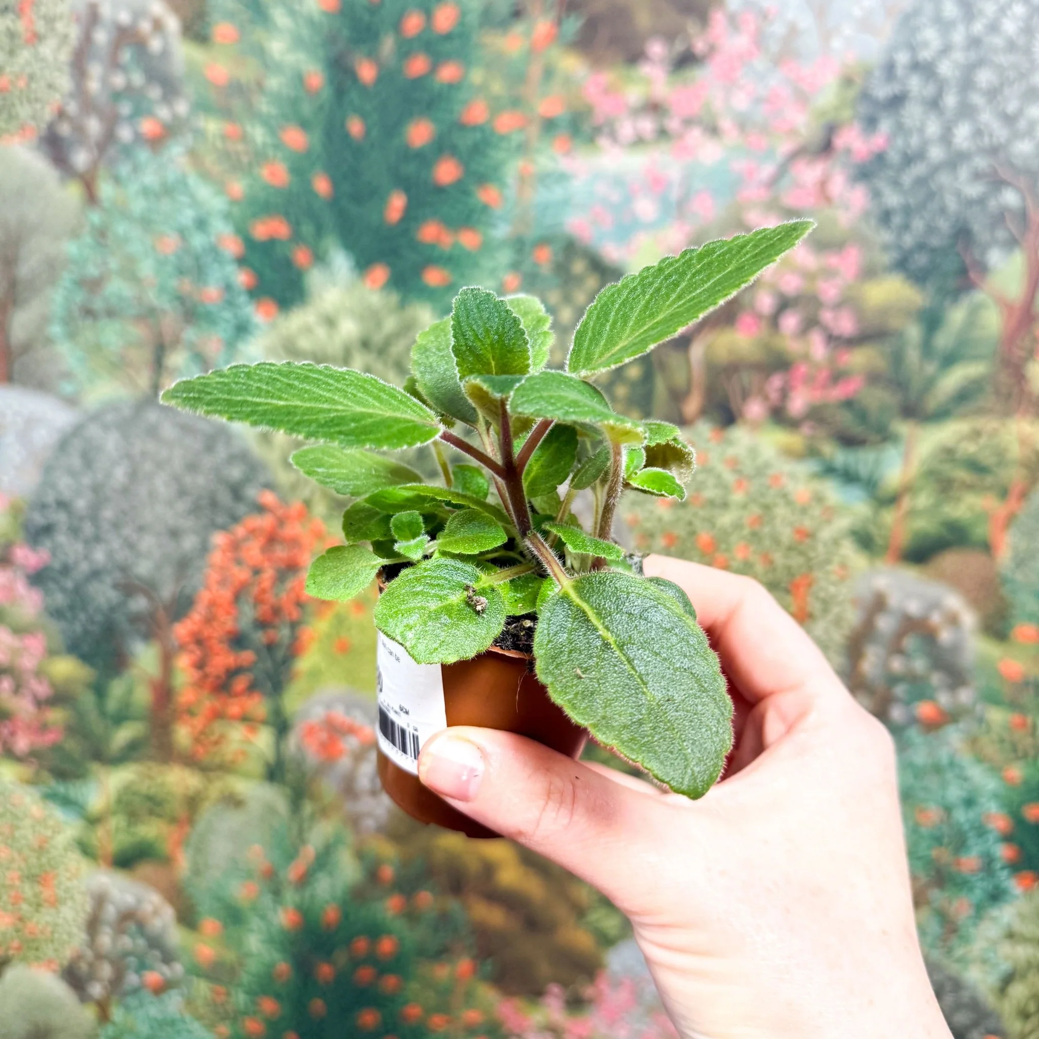 Sinningia nivalis - Welsh Grown - Image 3