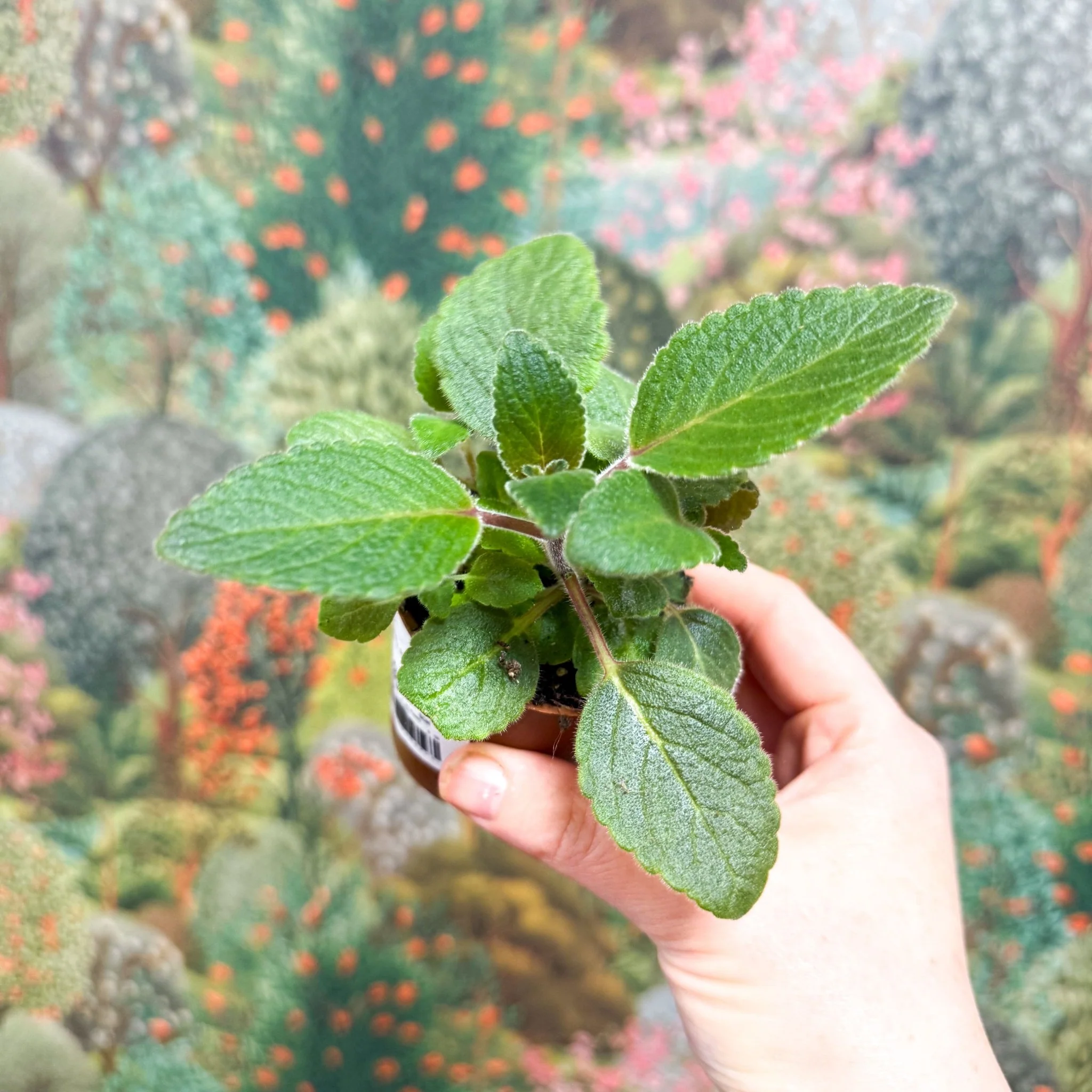Sinningia nivalis - Welsh Grown - Image 4