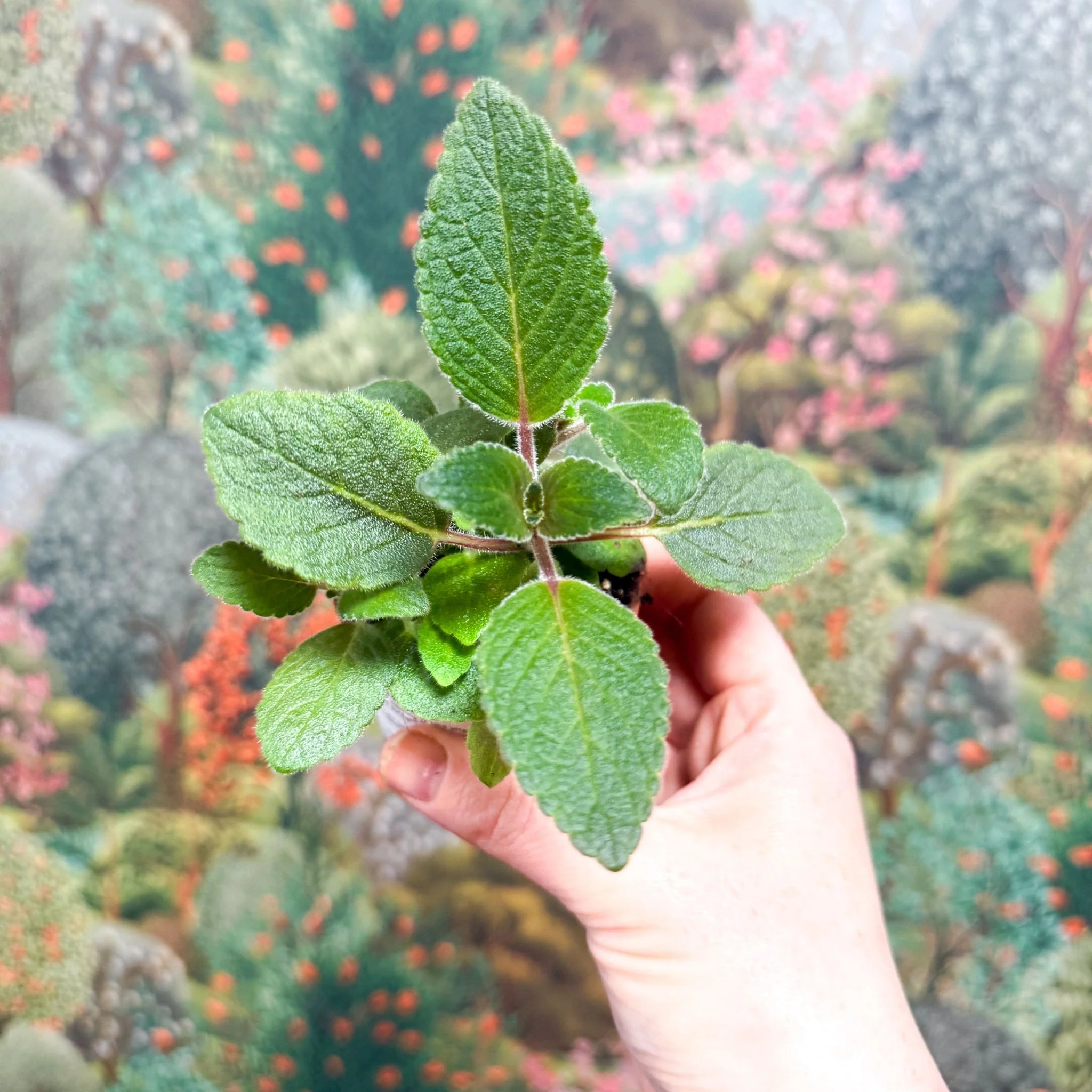 Sinningia nivalis - Welsh Grown - Image 5