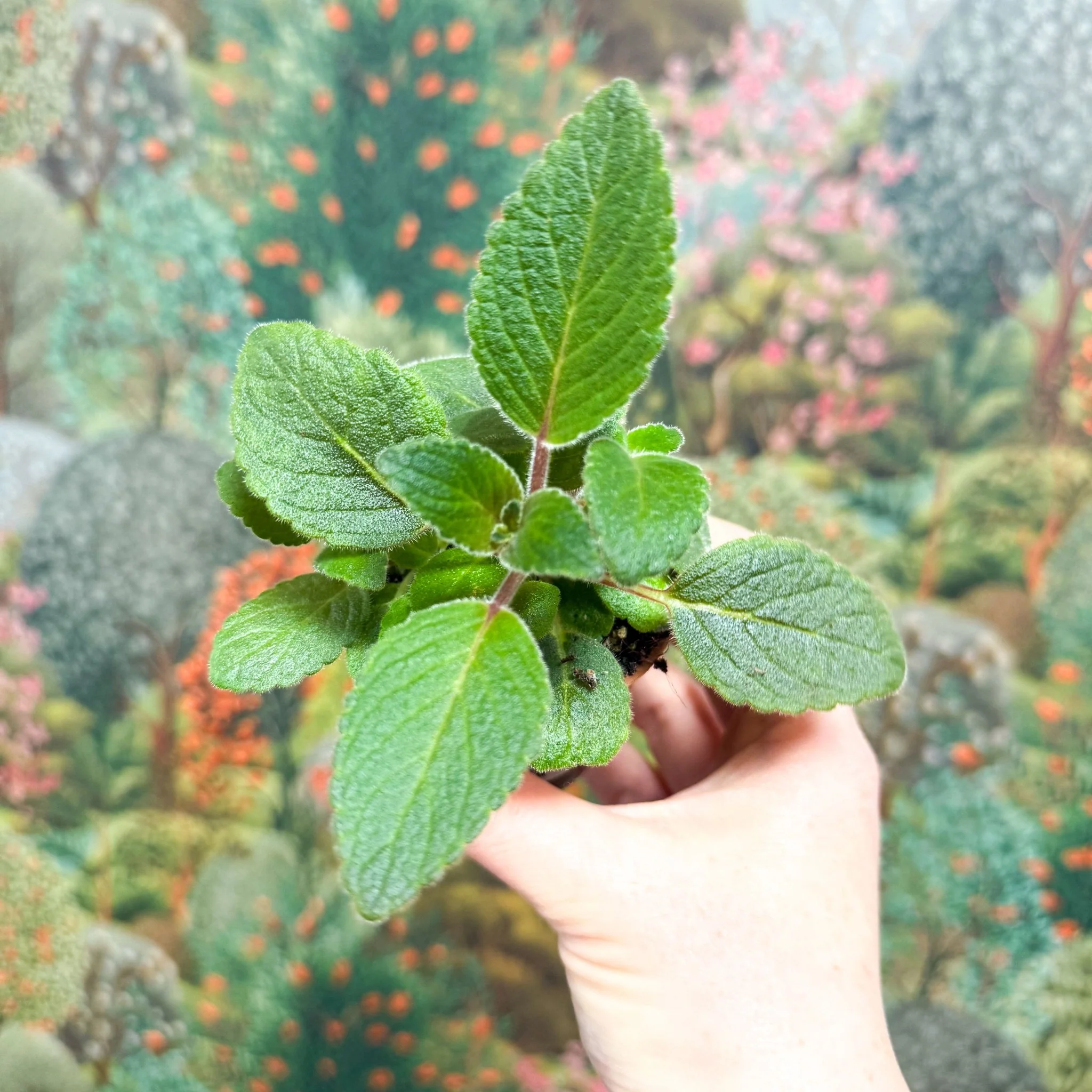 Sinningia nivalis - Welsh Grown - Image 6