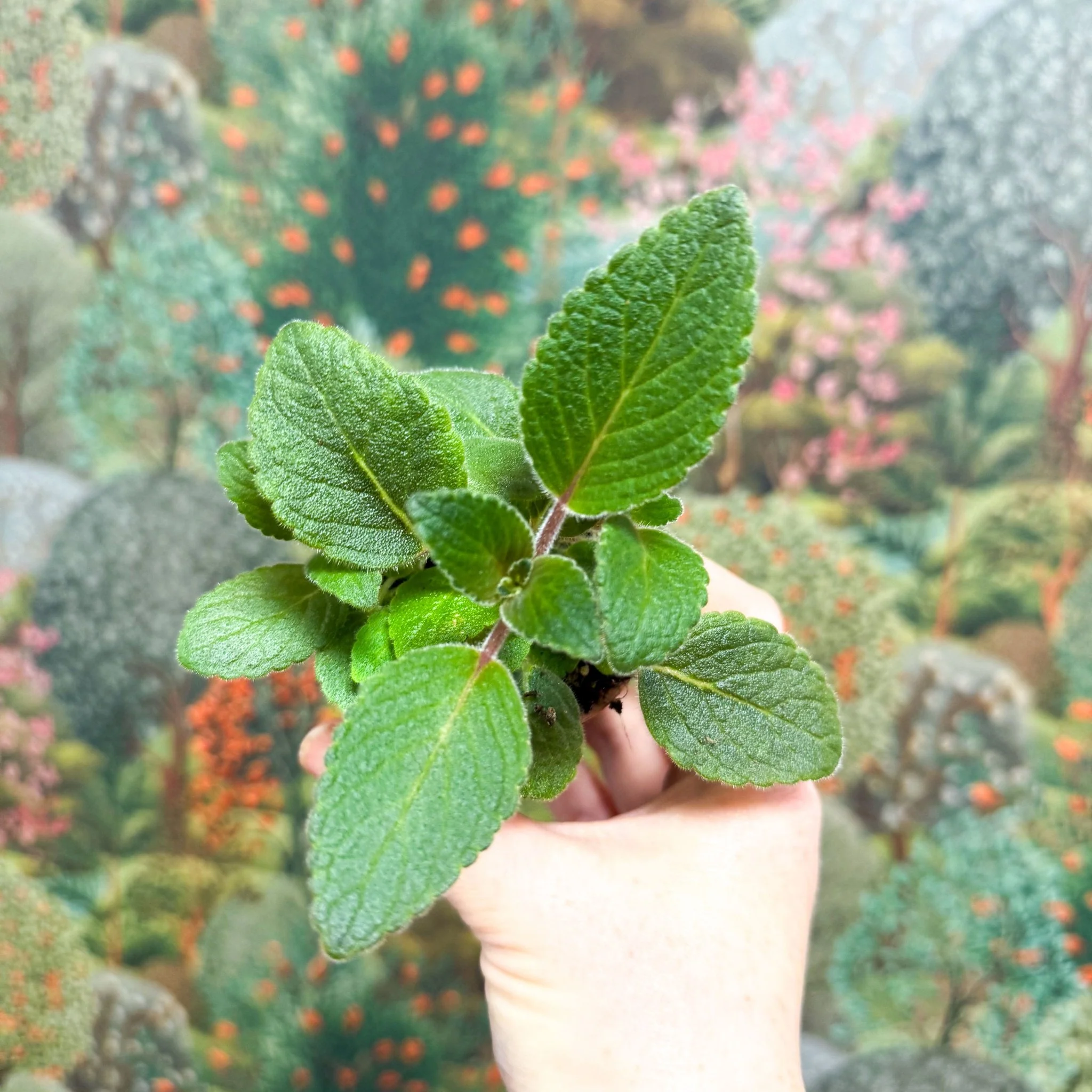 Sinningia nivalis - Welsh Grown - Image 7
