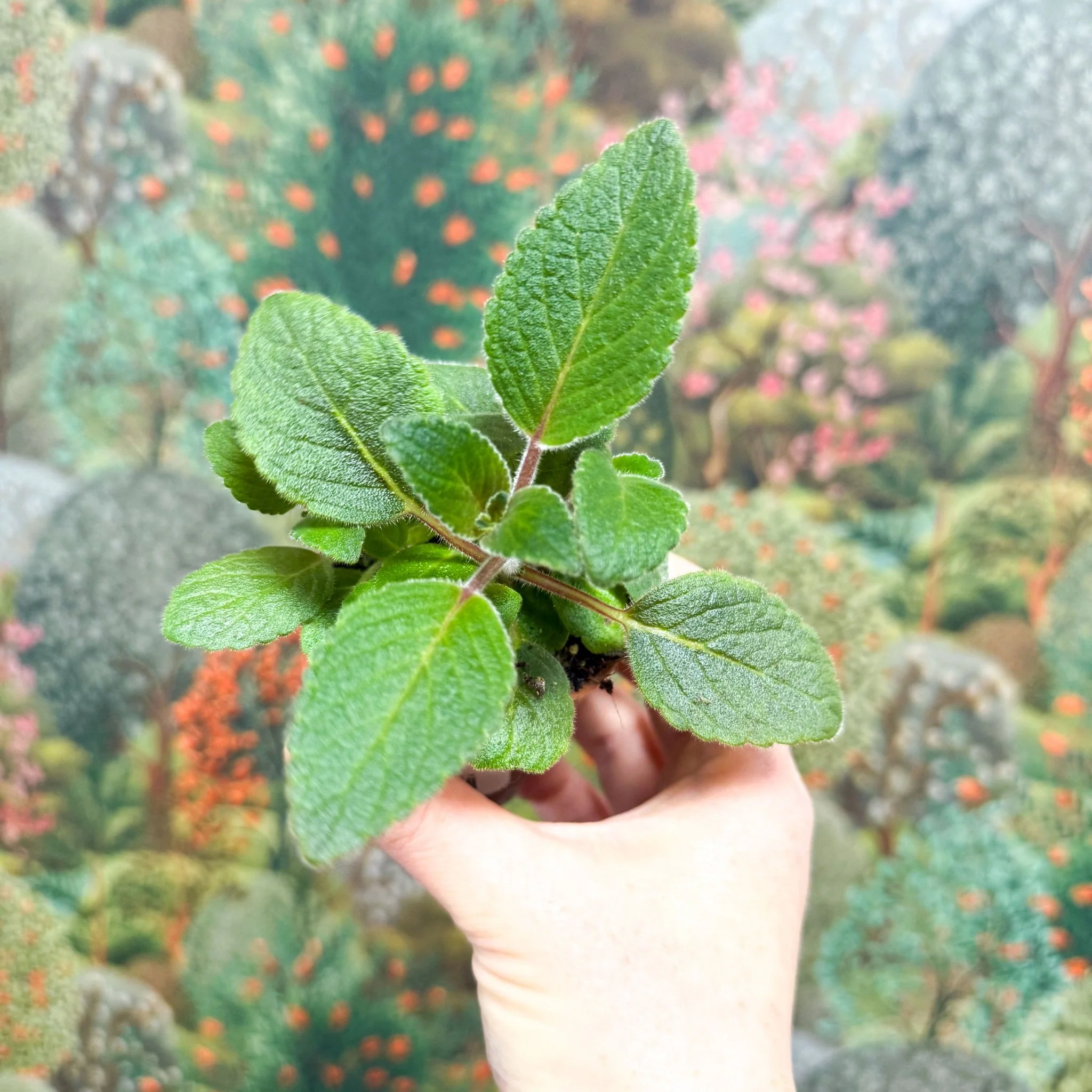 Sinningia nivalis - Welsh Grown - Image 8