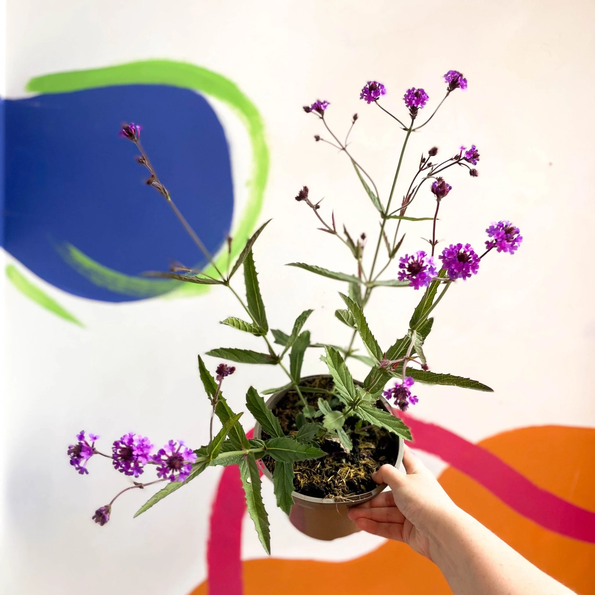 Slender Vervain - Verbena rigida - Cotswold Grown Perennial