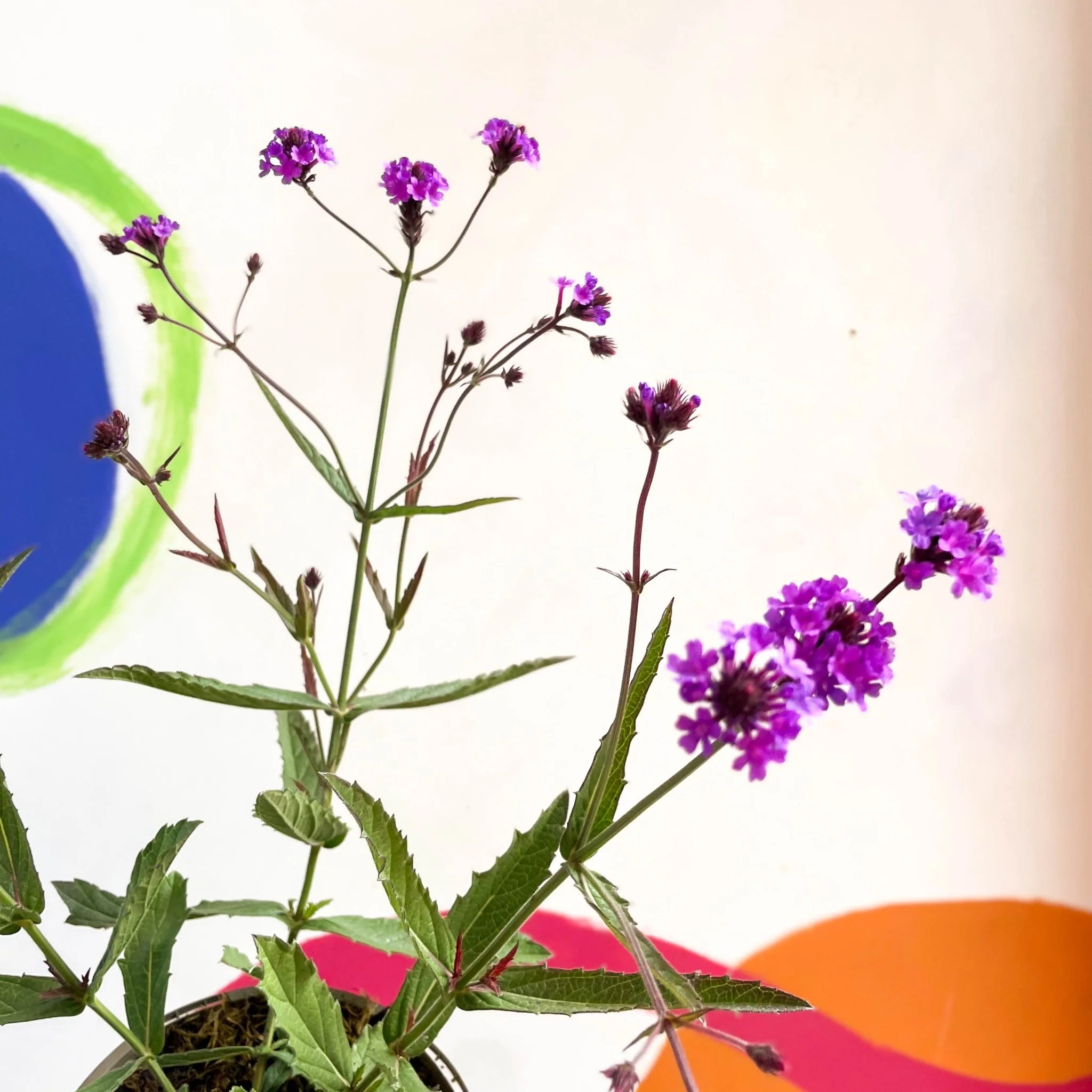 Slender Vervain - Verbena rigida - Cotswold Grown Perennial - Image 2