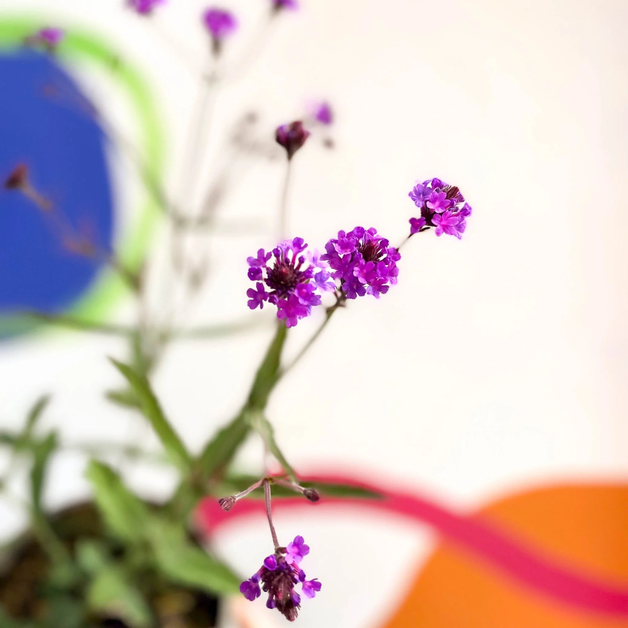 Slender Vervain - Verbena rigida - Cotswold Grown Perennial - Image 3