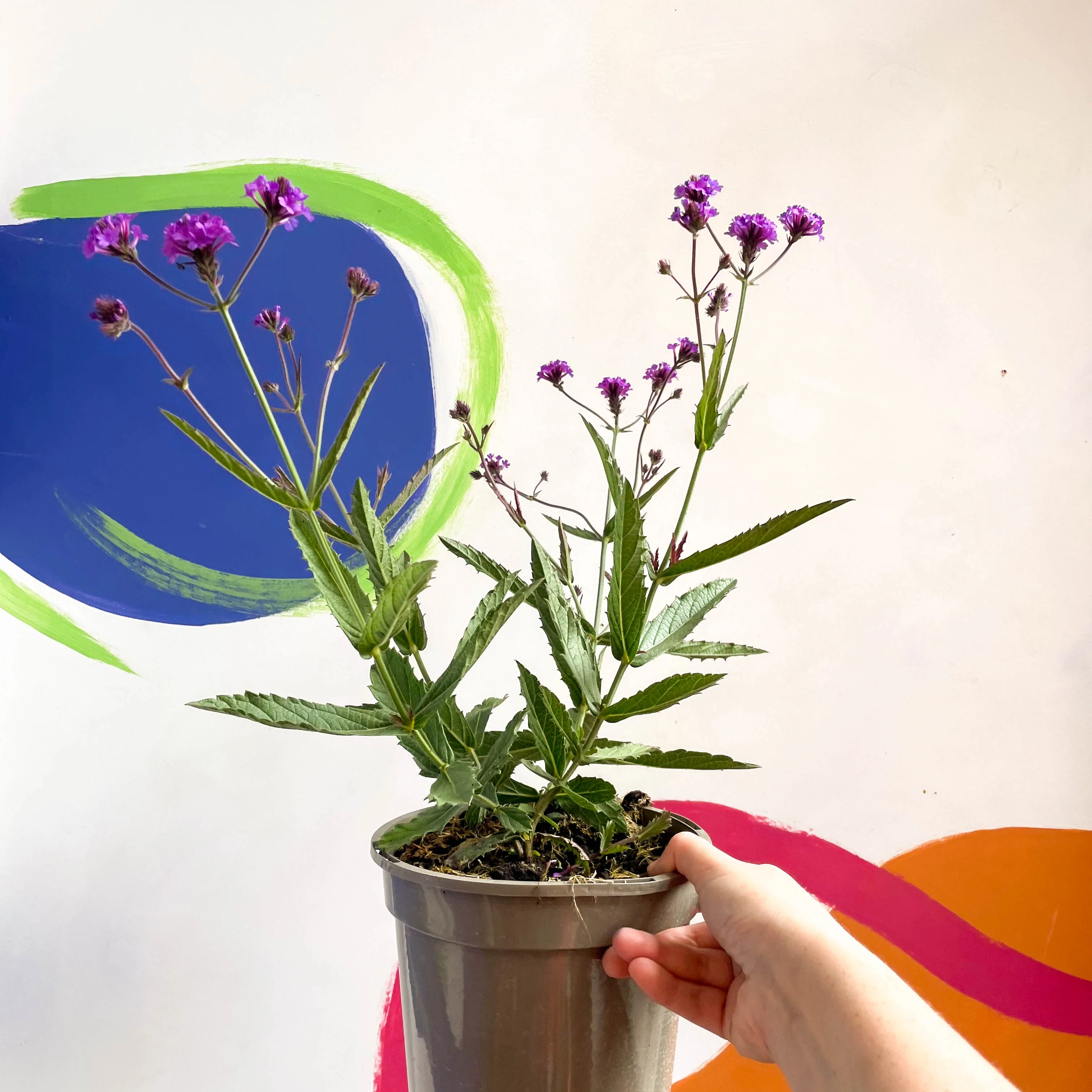 Slender Vervain - Verbena rigida - Cotswold Grown Perennial - Image 4