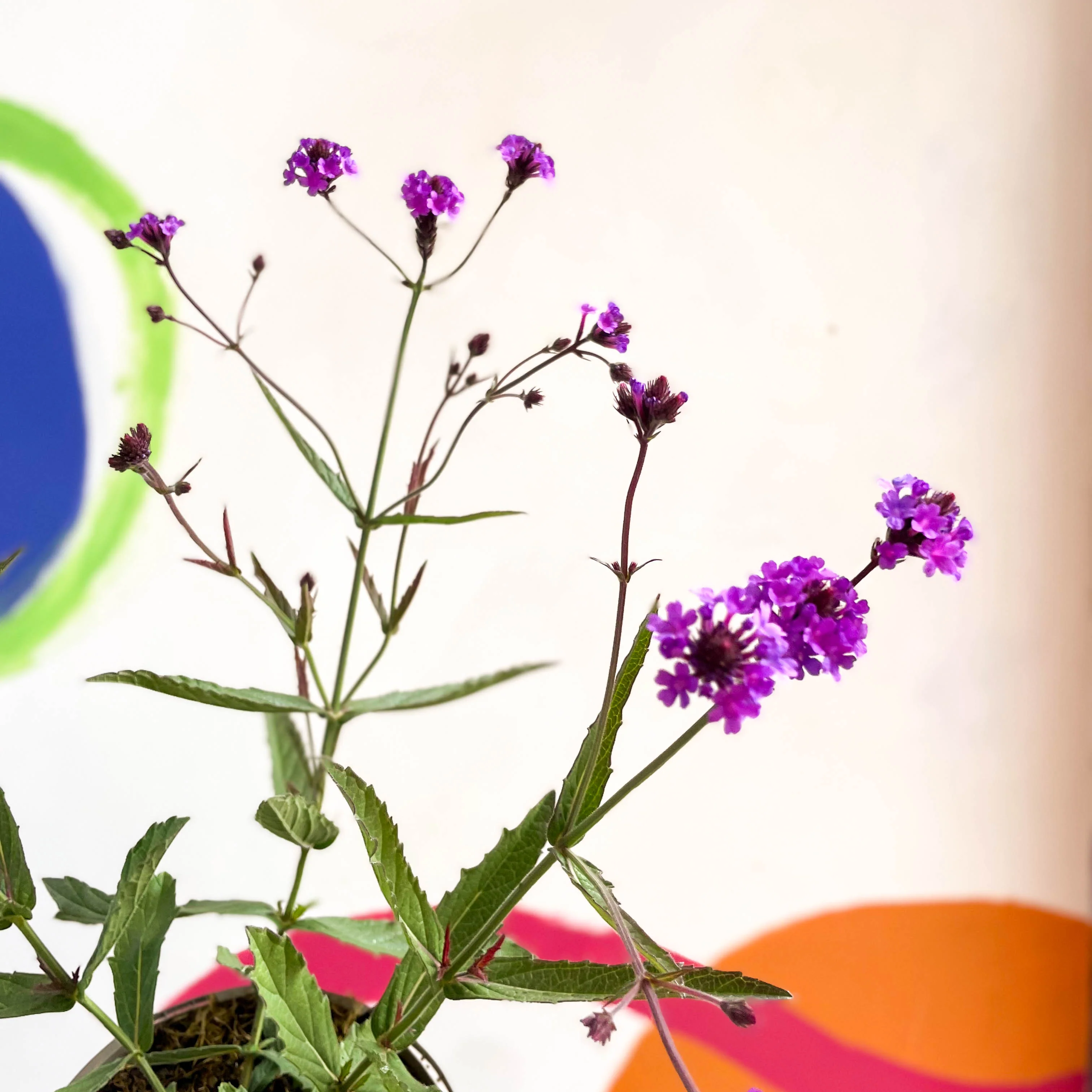 Slender Vervain - Verbena rigida - Cotswold Grown Perennial - Image 5