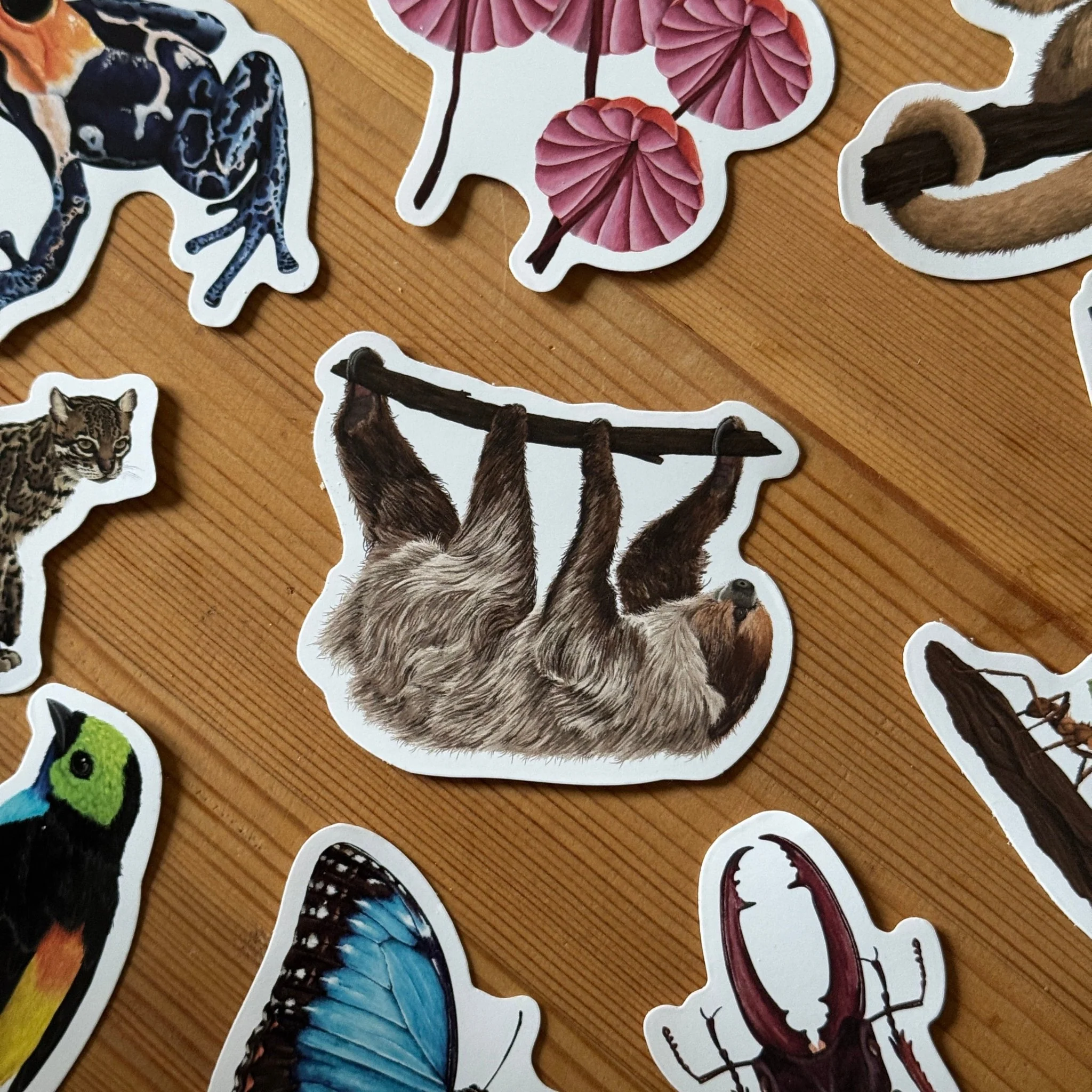 Sloth Wildlife Vinyl Sticker [Beneath the Canopy RHS Collab] - Image 3