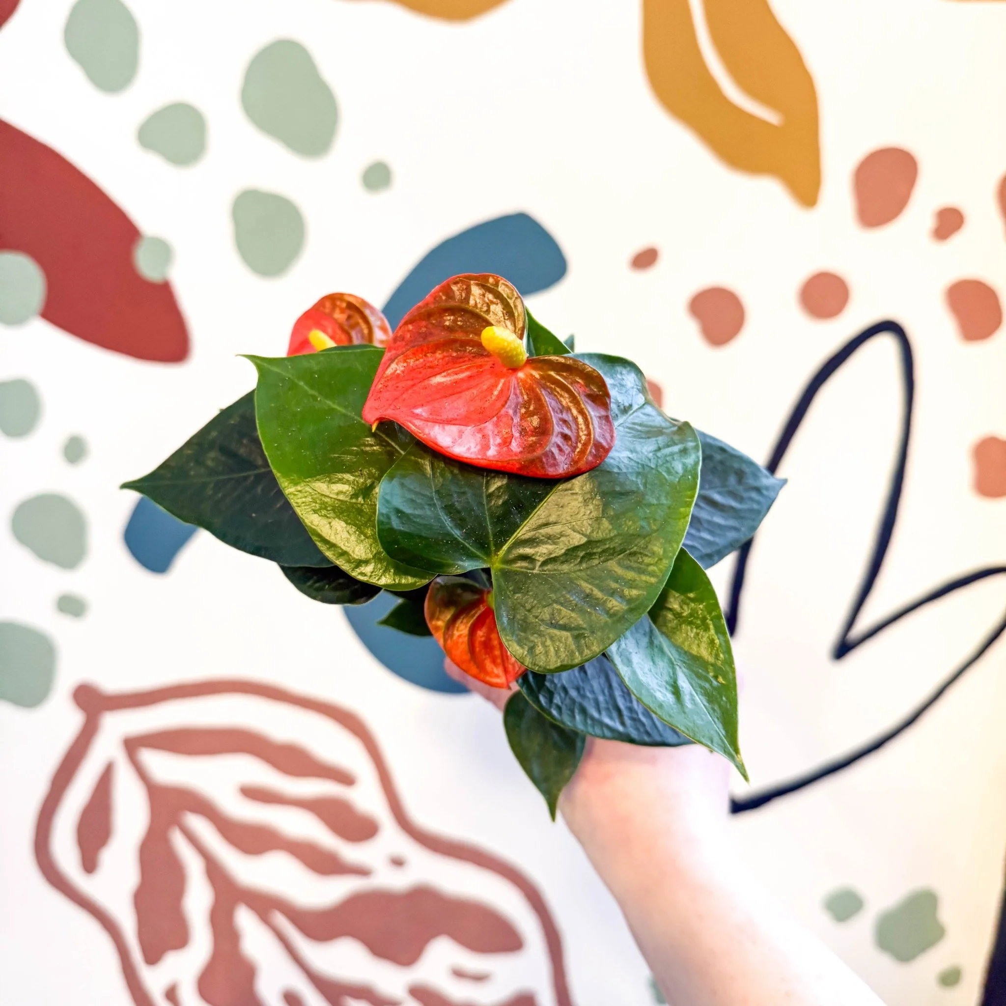 Anthurium andraeanum - Flamingo Flower - Image 10