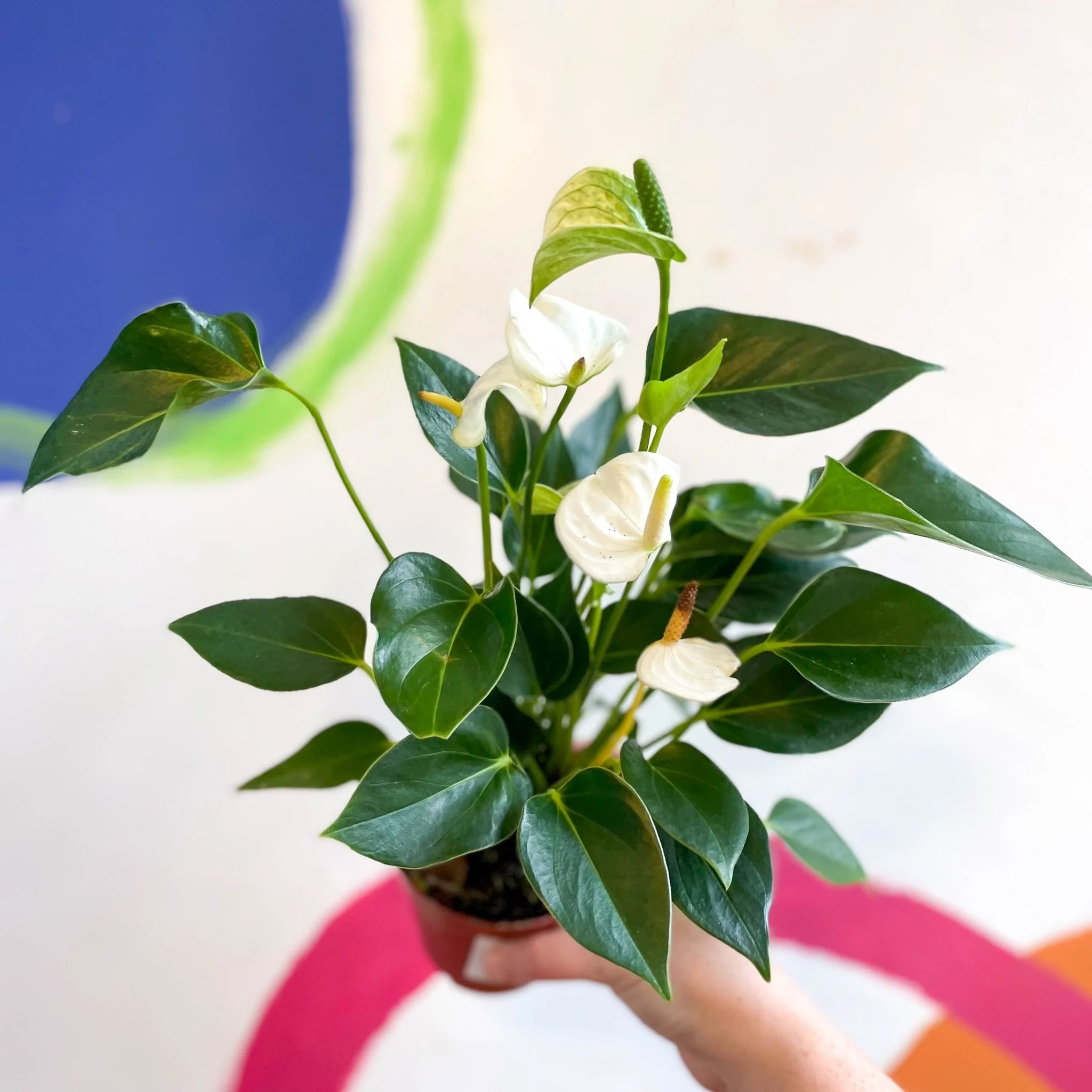 Anthurium andraeanum - Flamingo Flower - Image 3