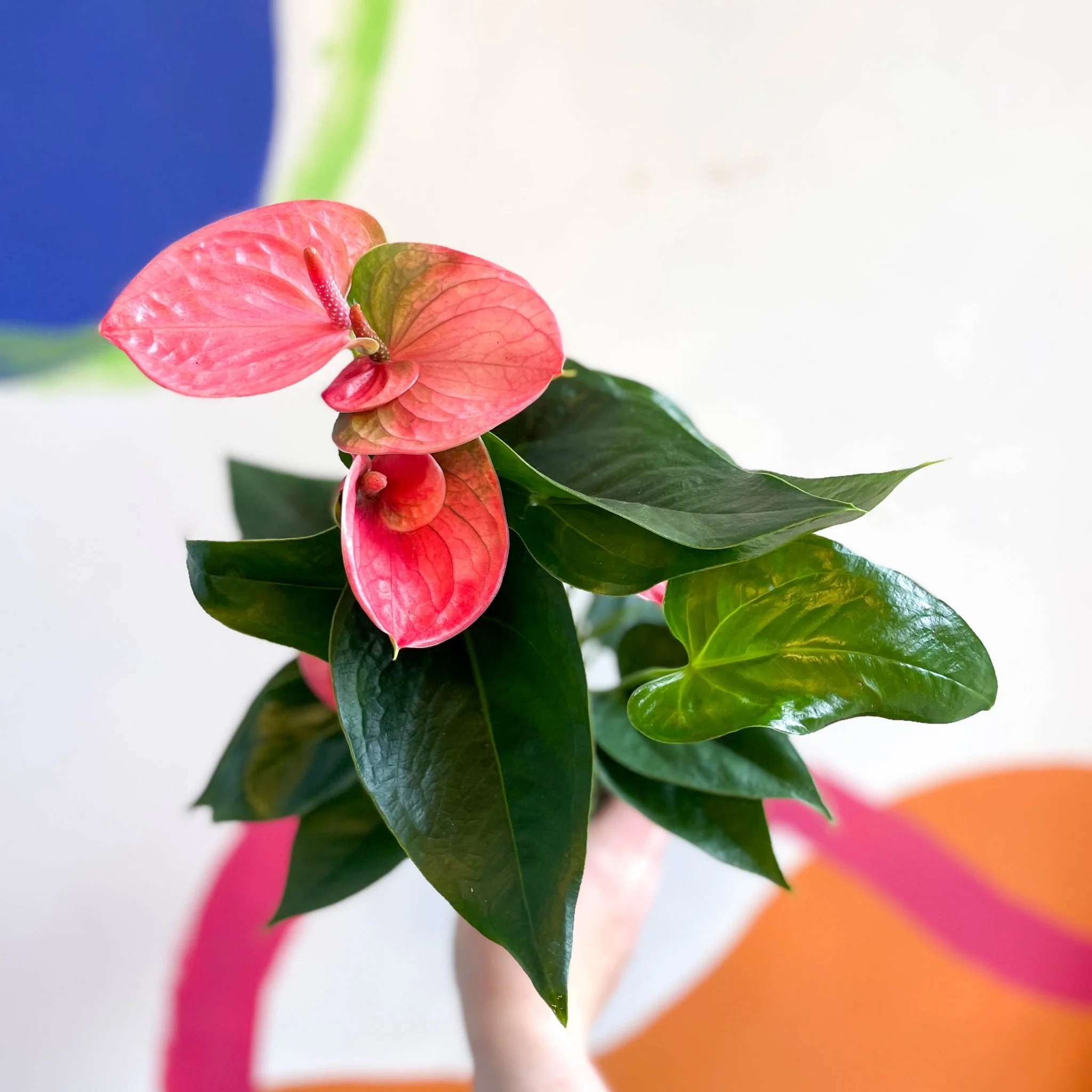 Anthurium andraeanum - Flamingo Flower - Image 4