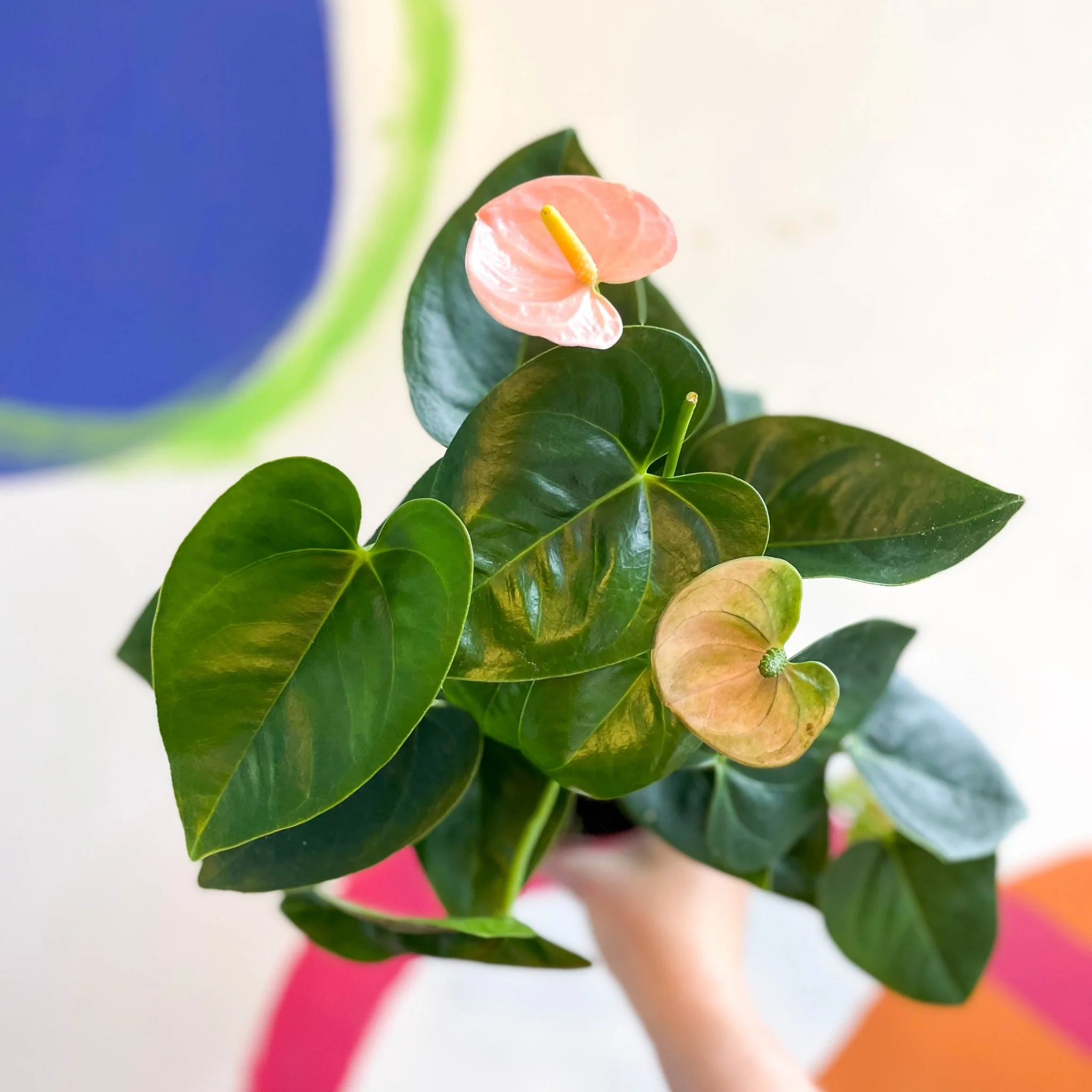 Anthurium andraeanum - Flamingo Flower - Image 5