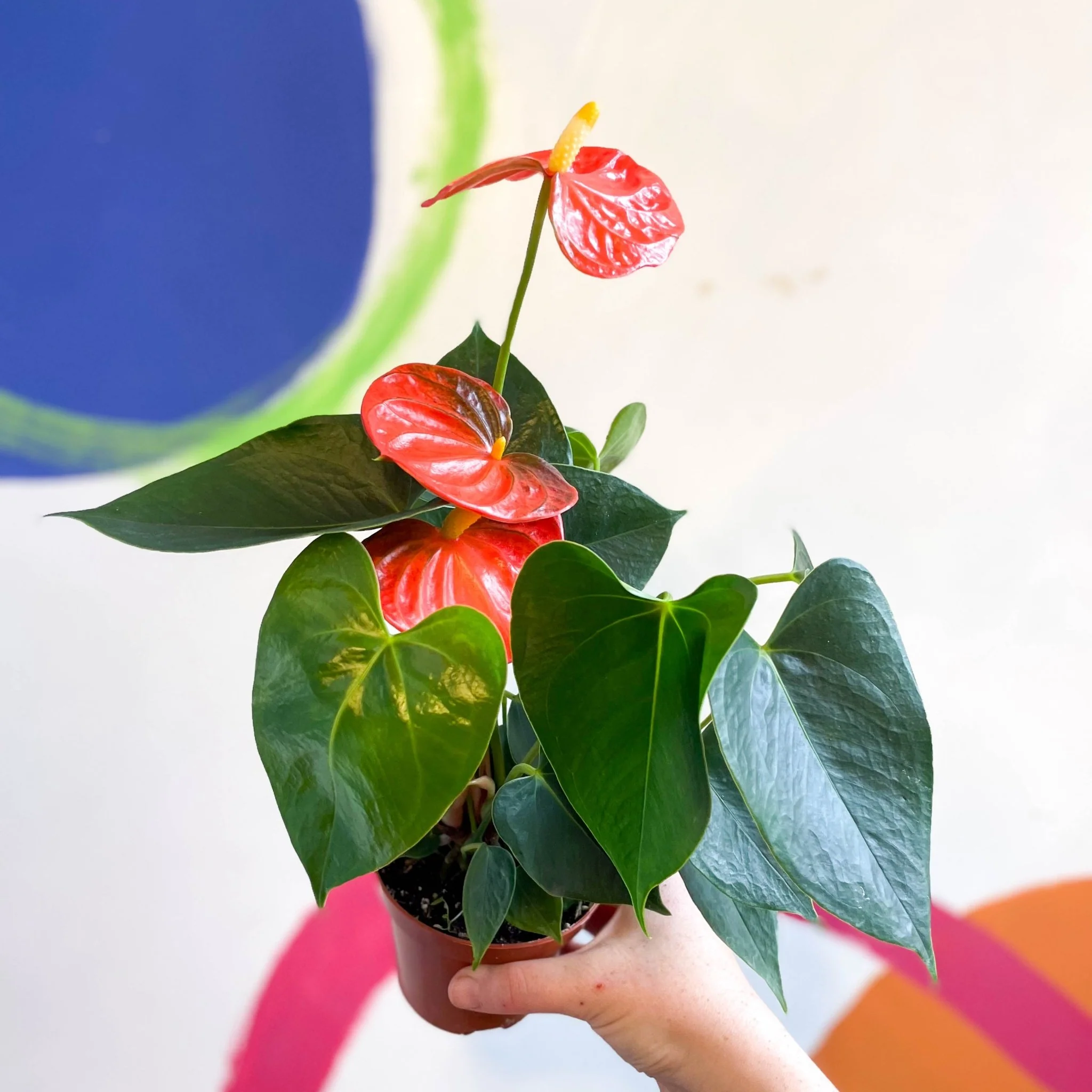 Anthurium andraeanum - Flamingo Flower - Image 6