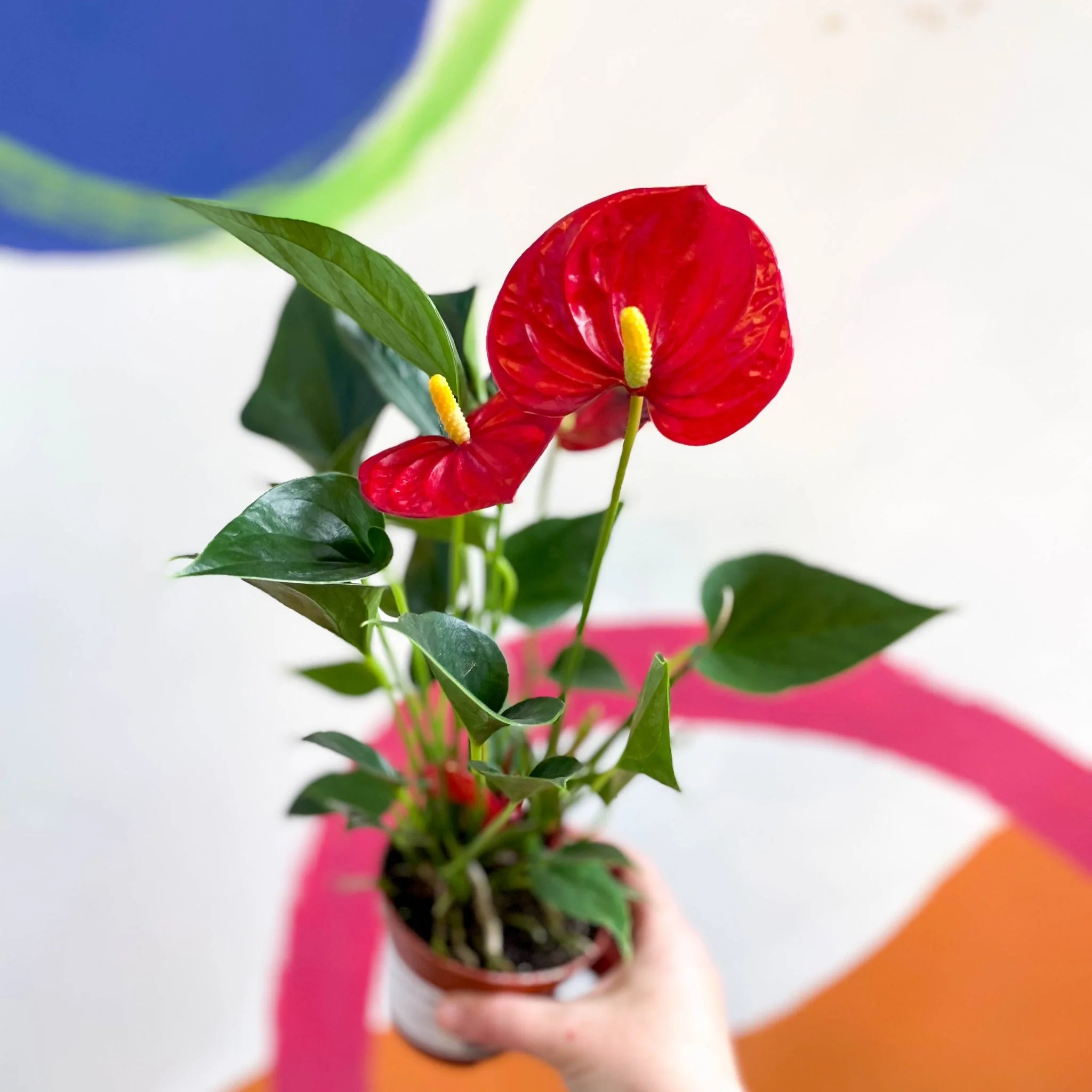 Anthurium andraeanum - Flamingo Flower - Image 7