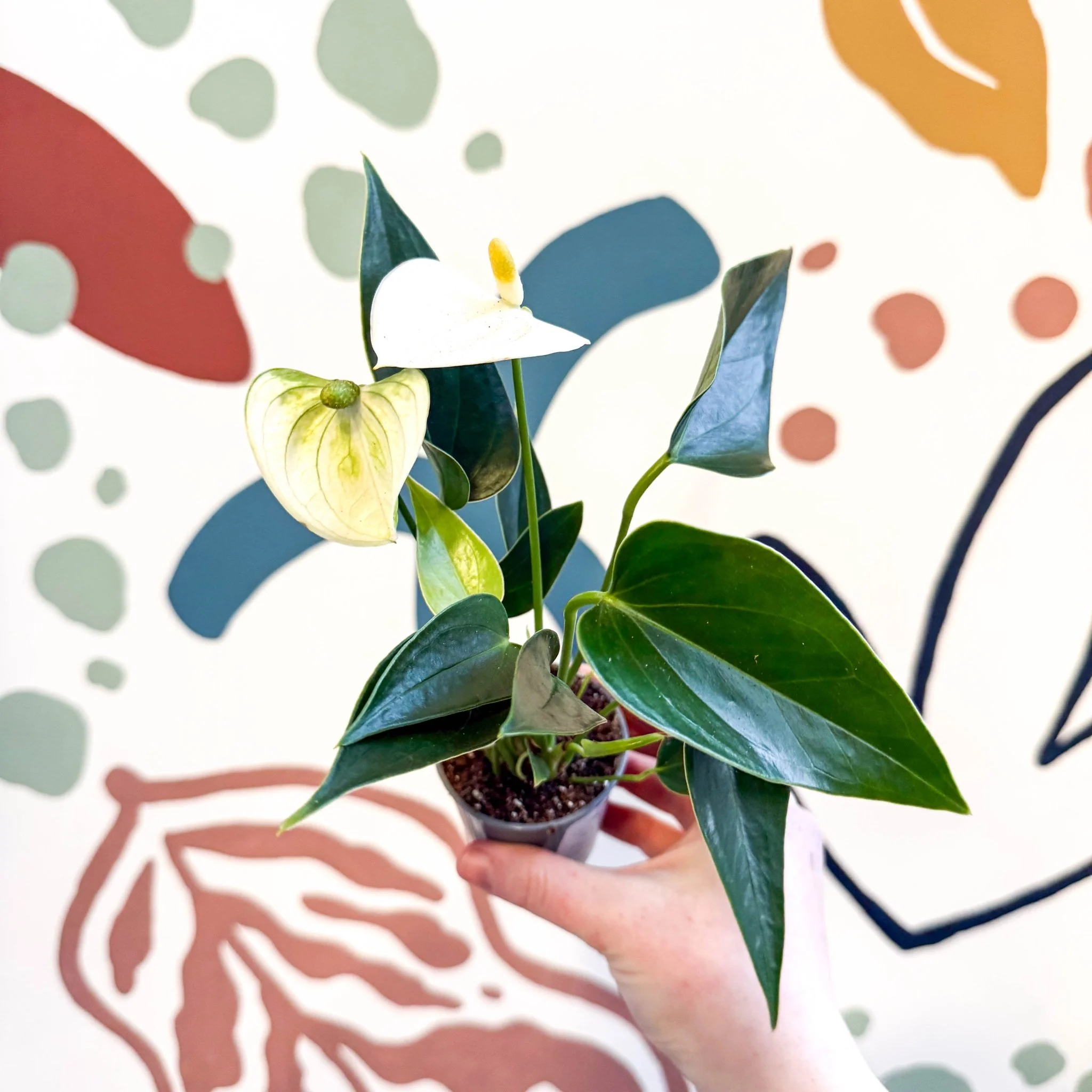 Anthurium andraeanum - Flamingo Flower - Image 8