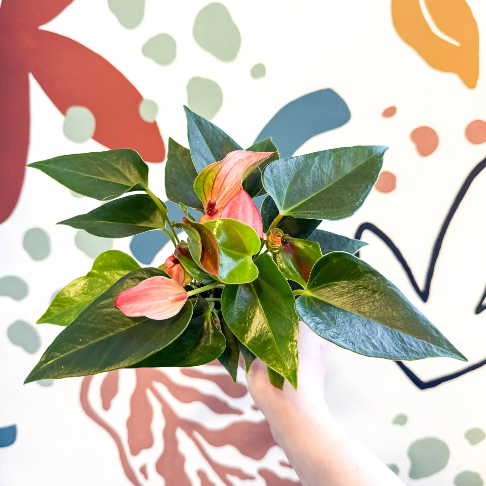 Anthurium andraeanum - Flamingo Flower - Image 9