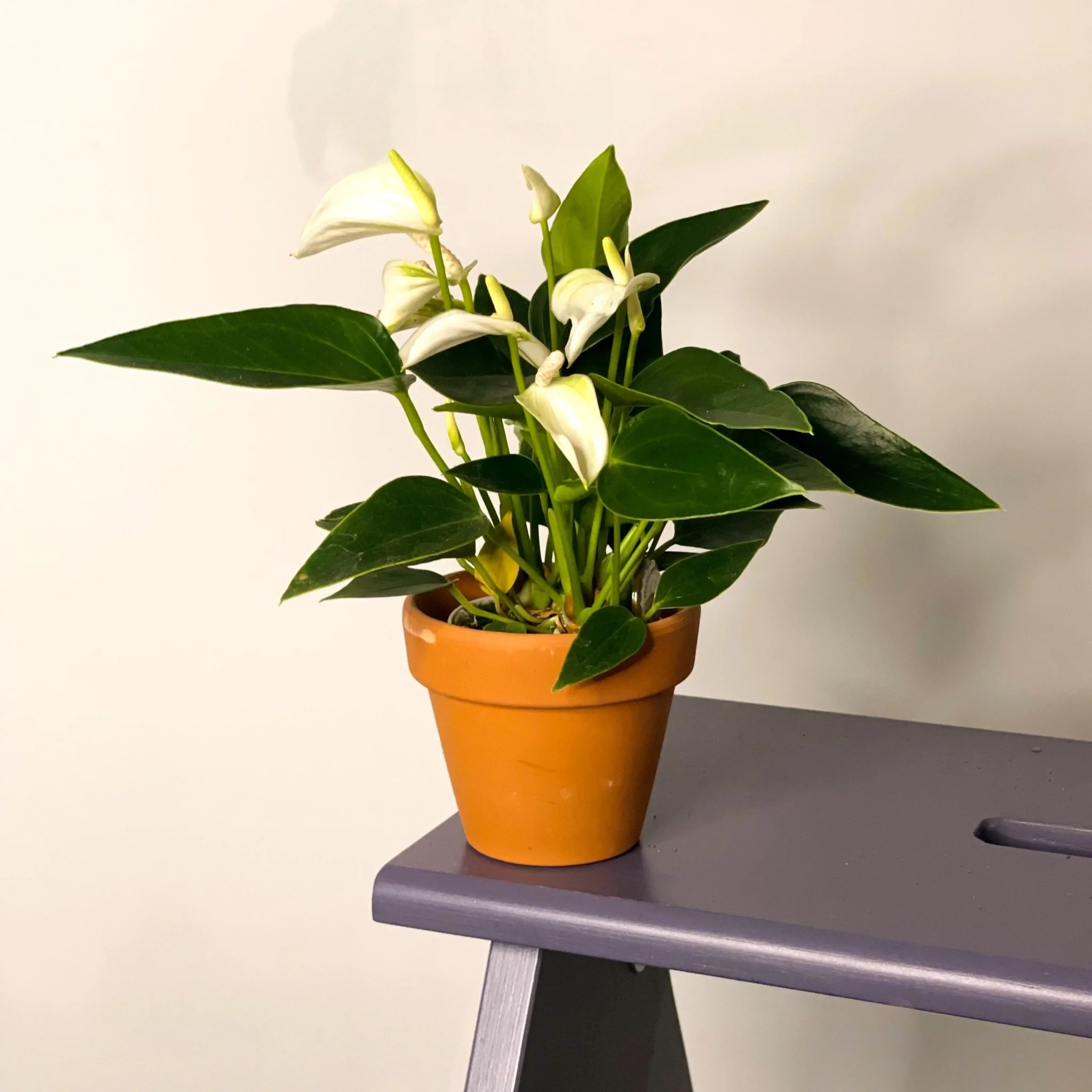 Small Flamingo Flower - Anthurium andraeanum