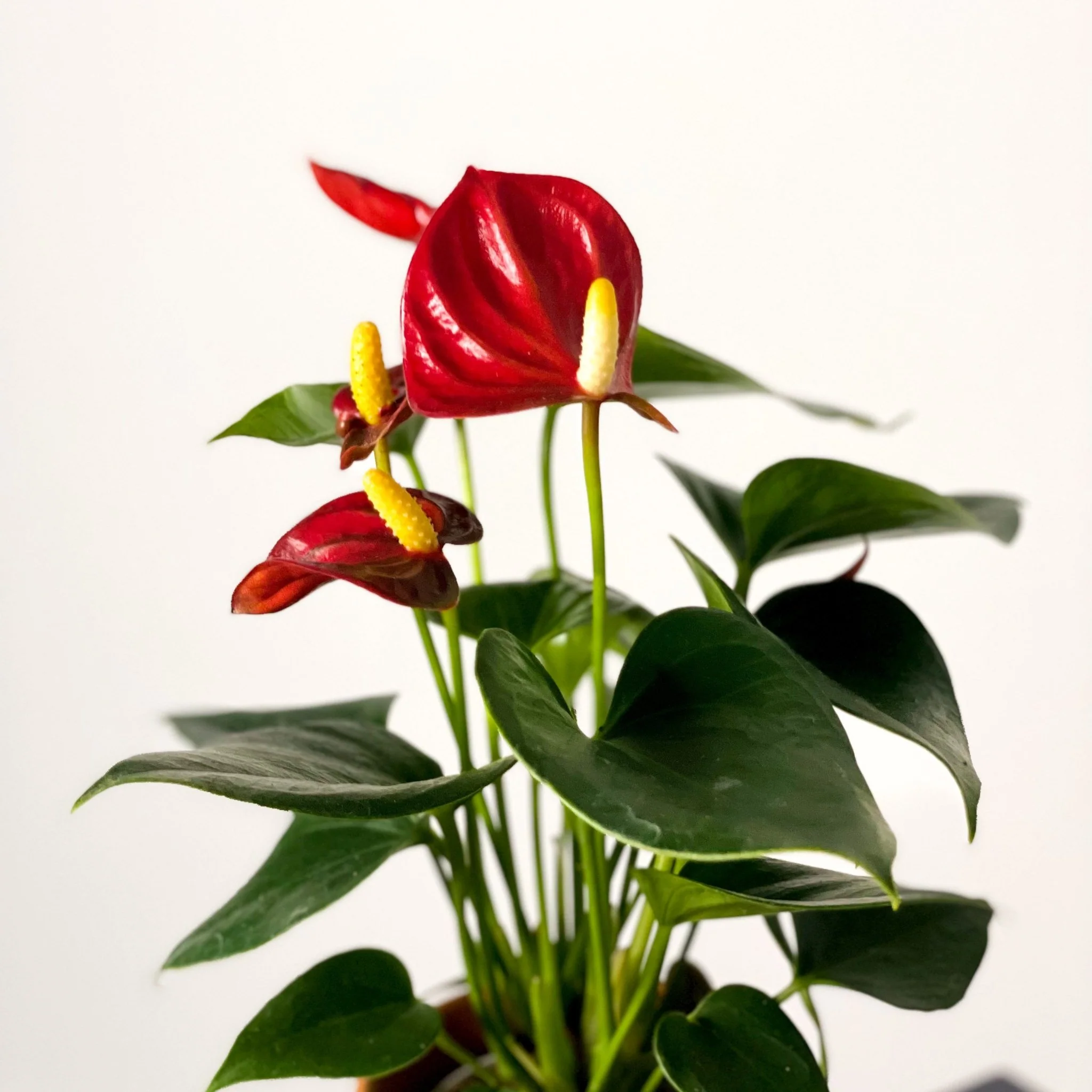 Small Flamingo Flower - Anthurium andraeanum - Image 10