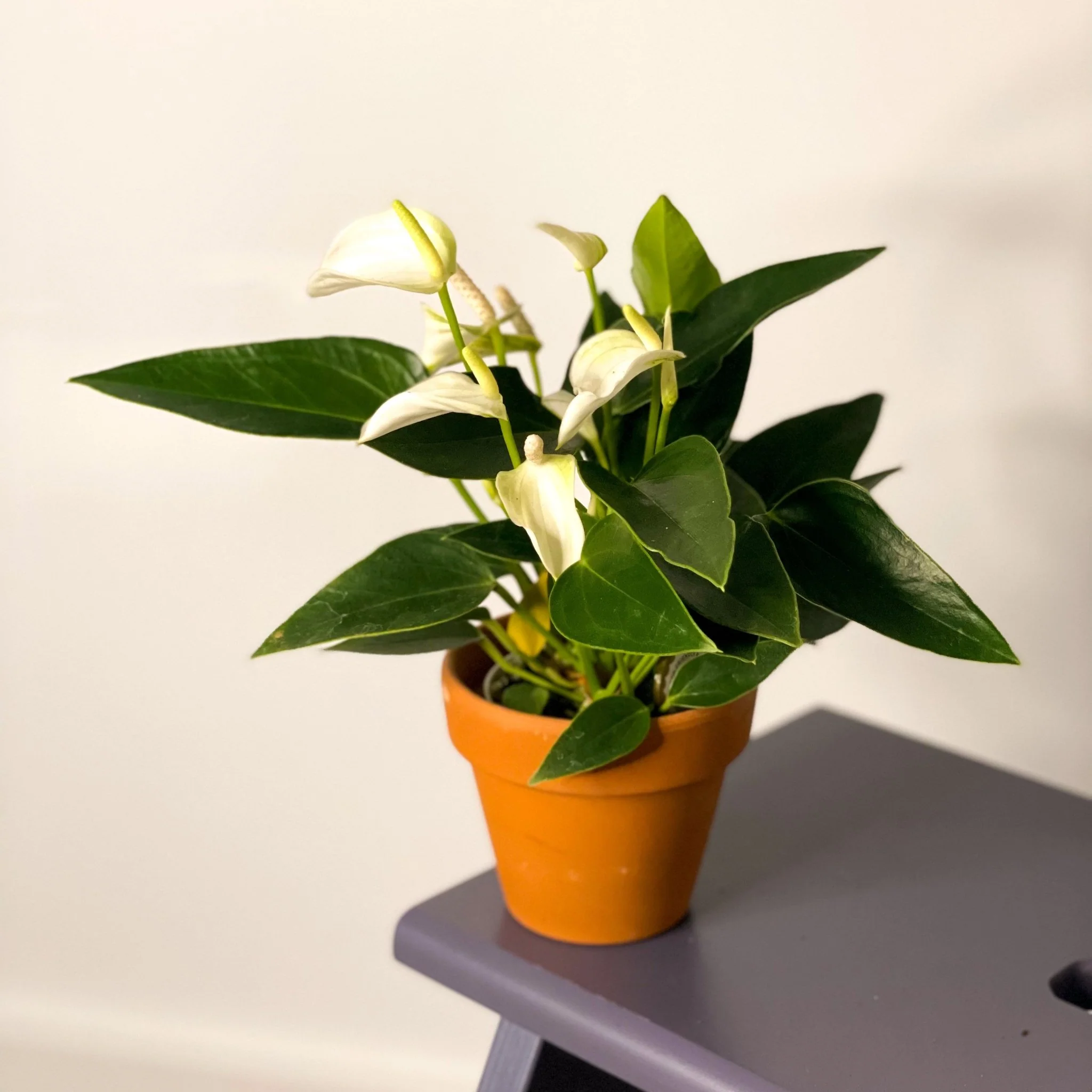 Small Flamingo Flower - Anthurium andraeanum - Image 2