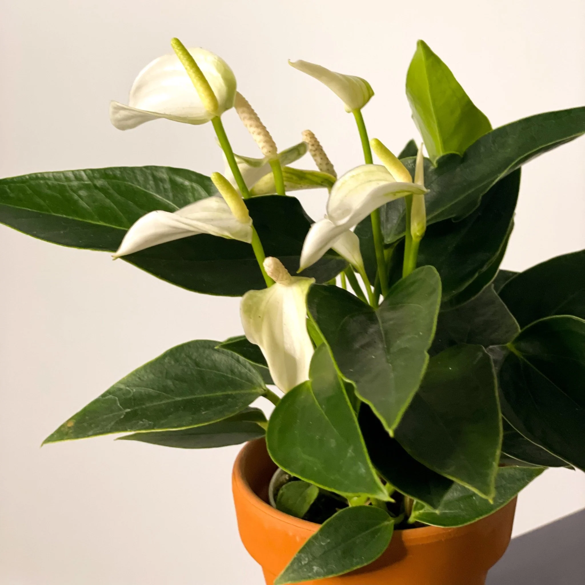 Small Flamingo Flower - Anthurium andraeanum - Image 3