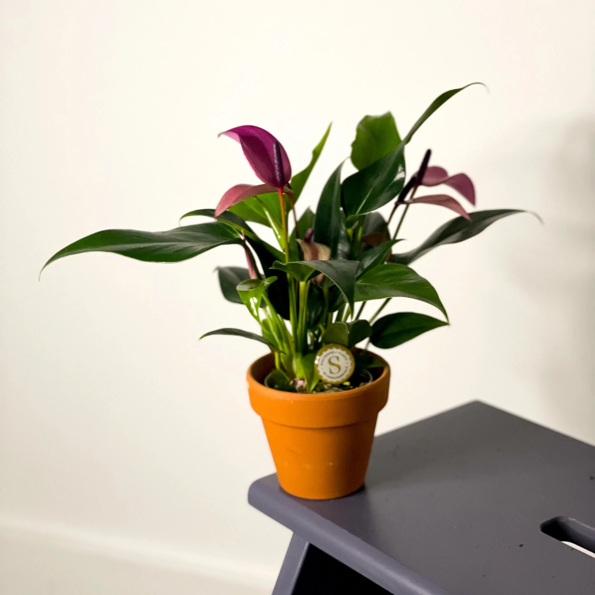 Small Flamingo Flower - Anthurium andraeanum - Image 4