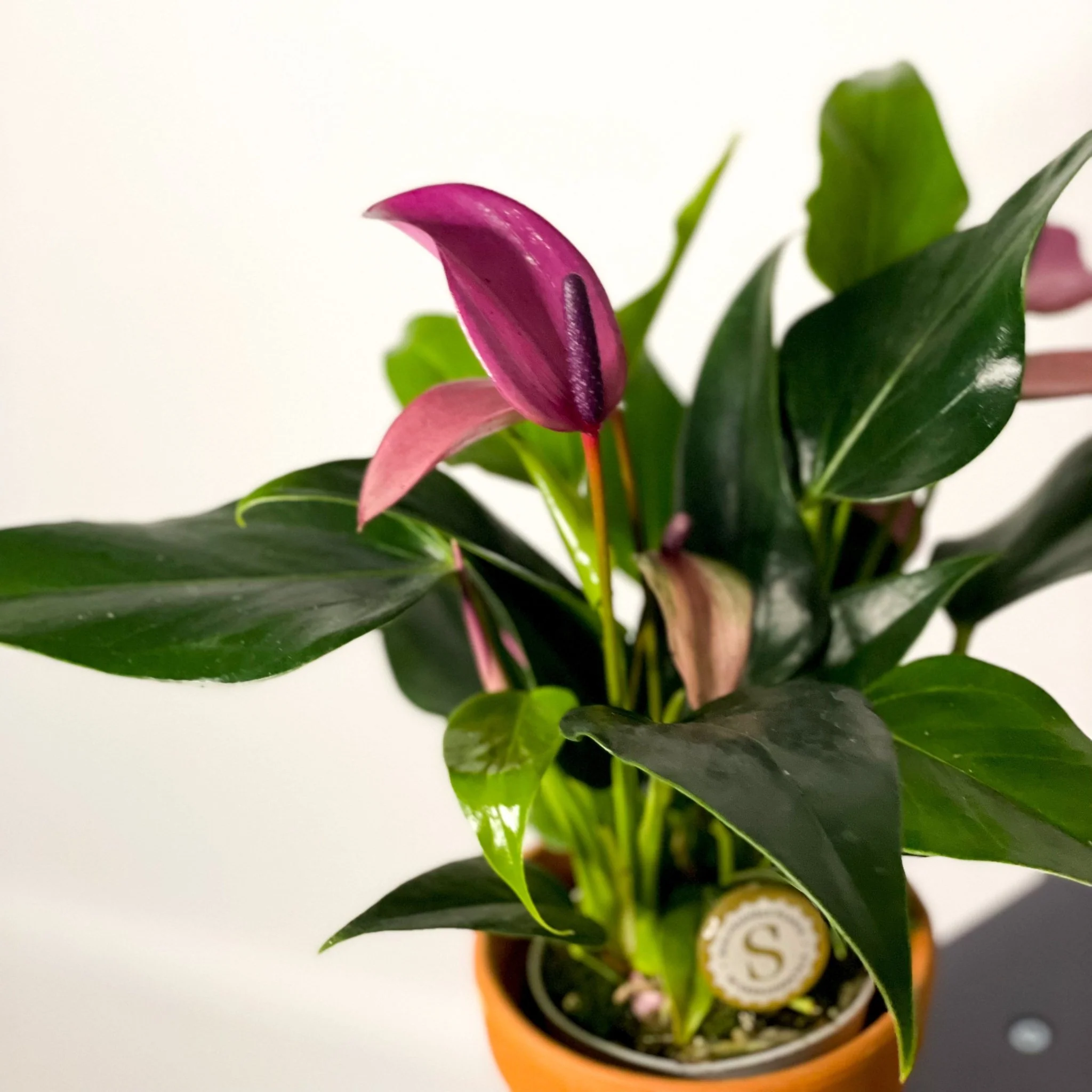 Small Flamingo Flower - Anthurium andraeanum - Image 5