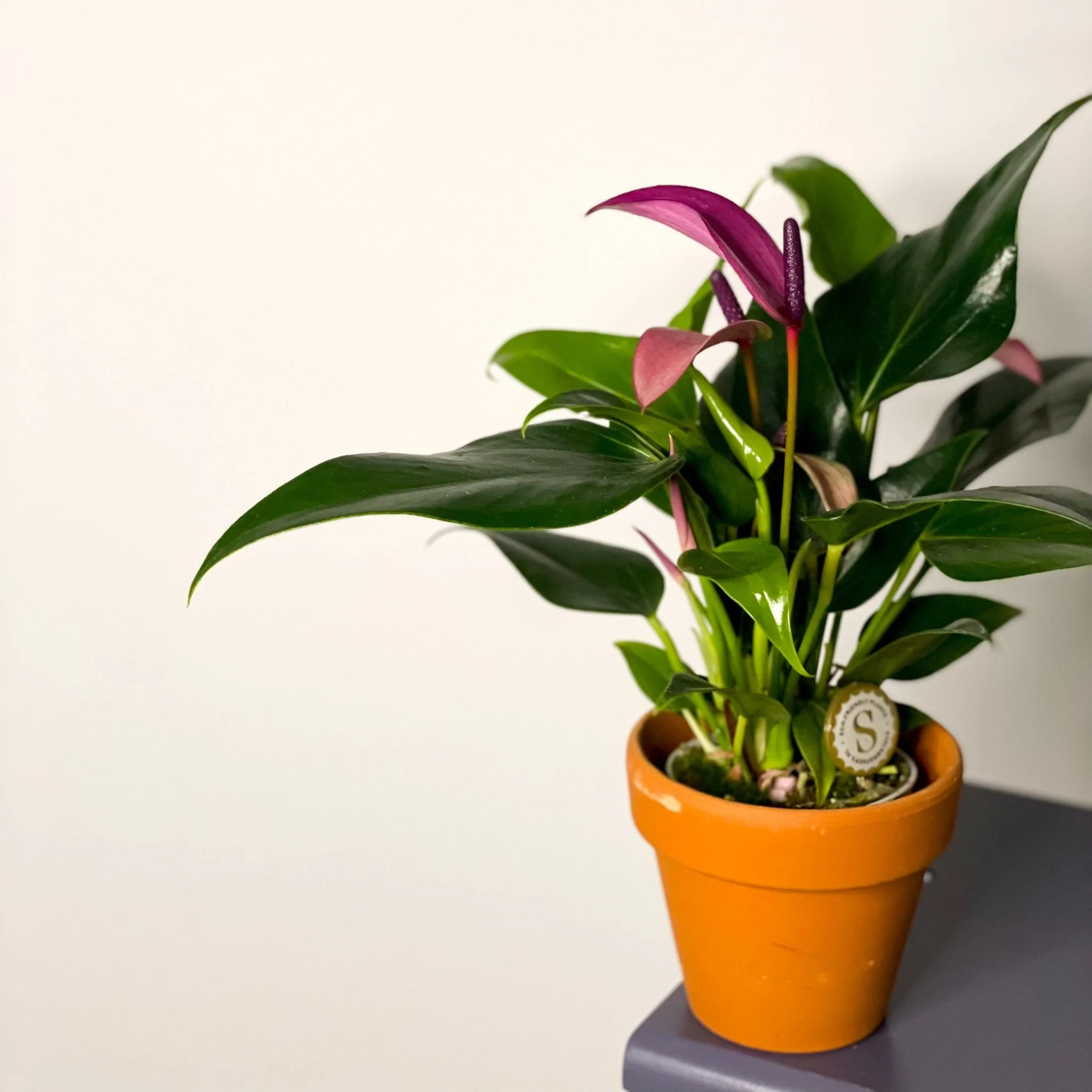 Small Flamingo Flower - Anthurium andraeanum - Image 6