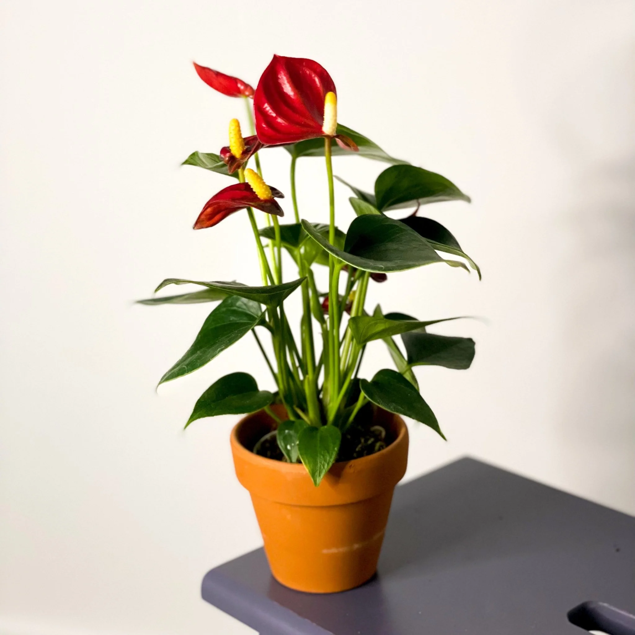 Small Flamingo Flower - Anthurium andraeanum - Image 7