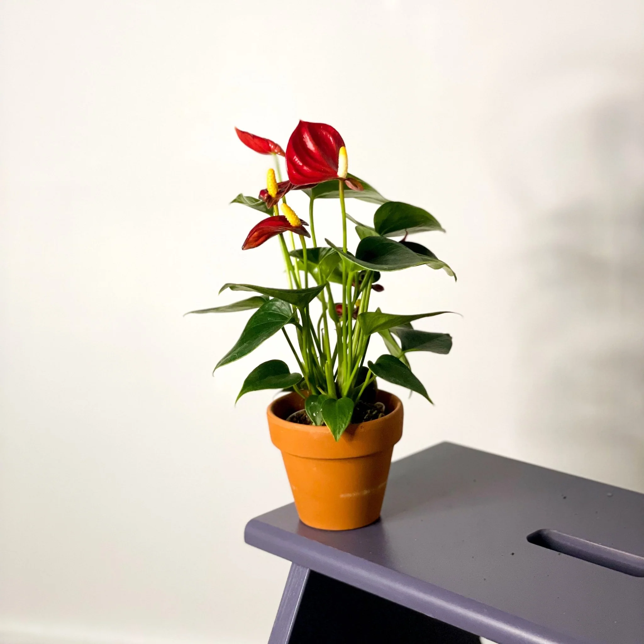Small Flamingo Flower - Anthurium andraeanum - Image 8