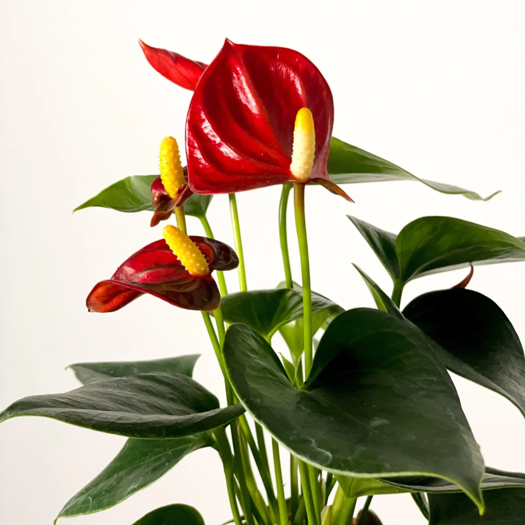 Small Flamingo Flower - Anthurium andraeanum - Image 9