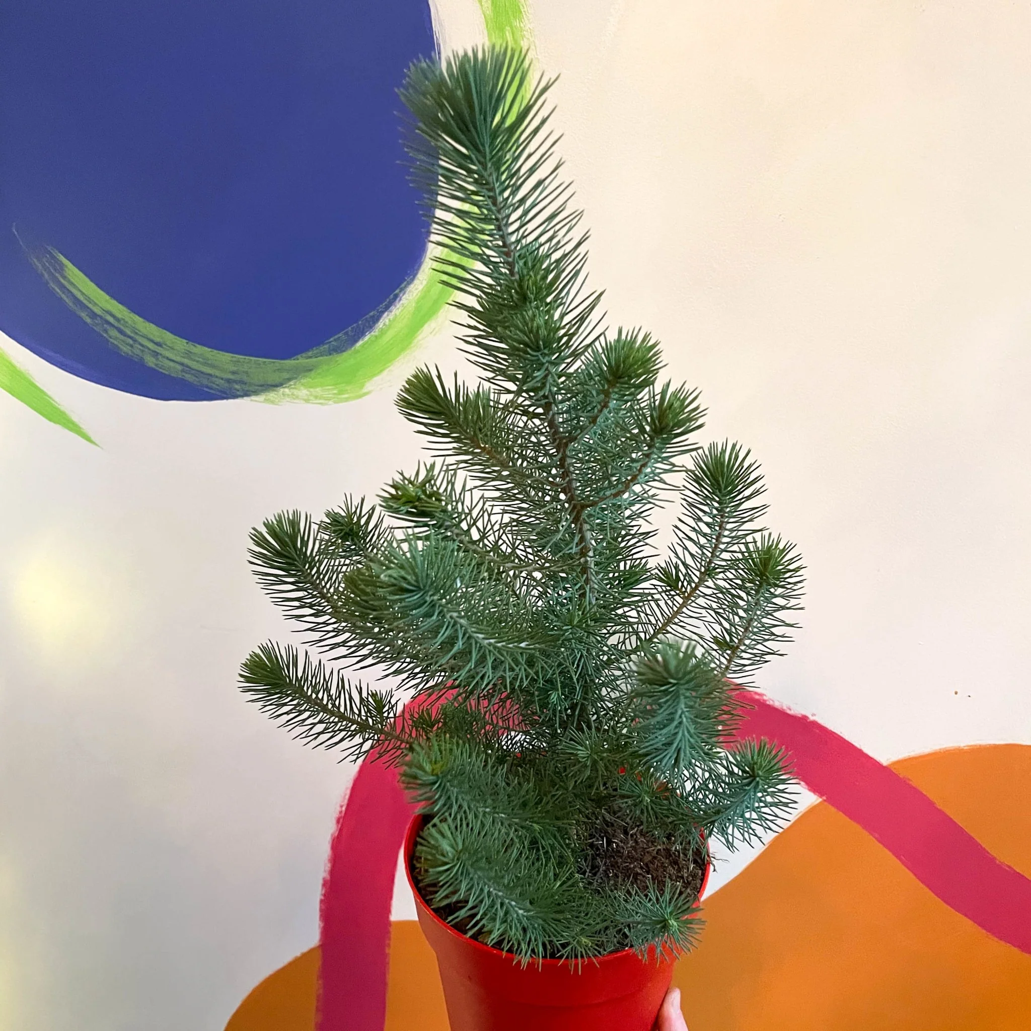 Pinus pinea 'Silver Crest' - Potted Christmas Pine Tree