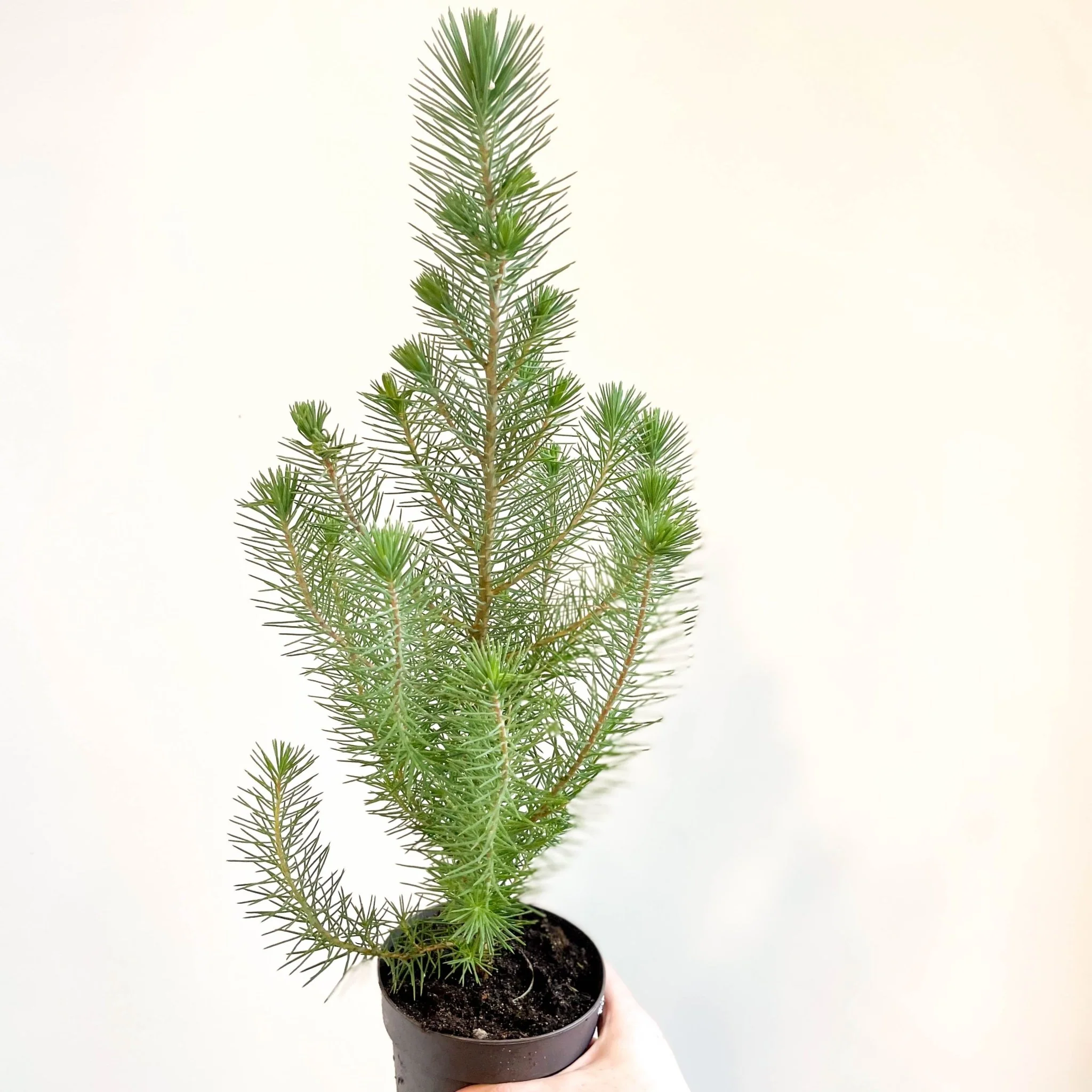 Pinus pinea 'Silver Crest' - Potted Christmas Pine Tree - Image 10