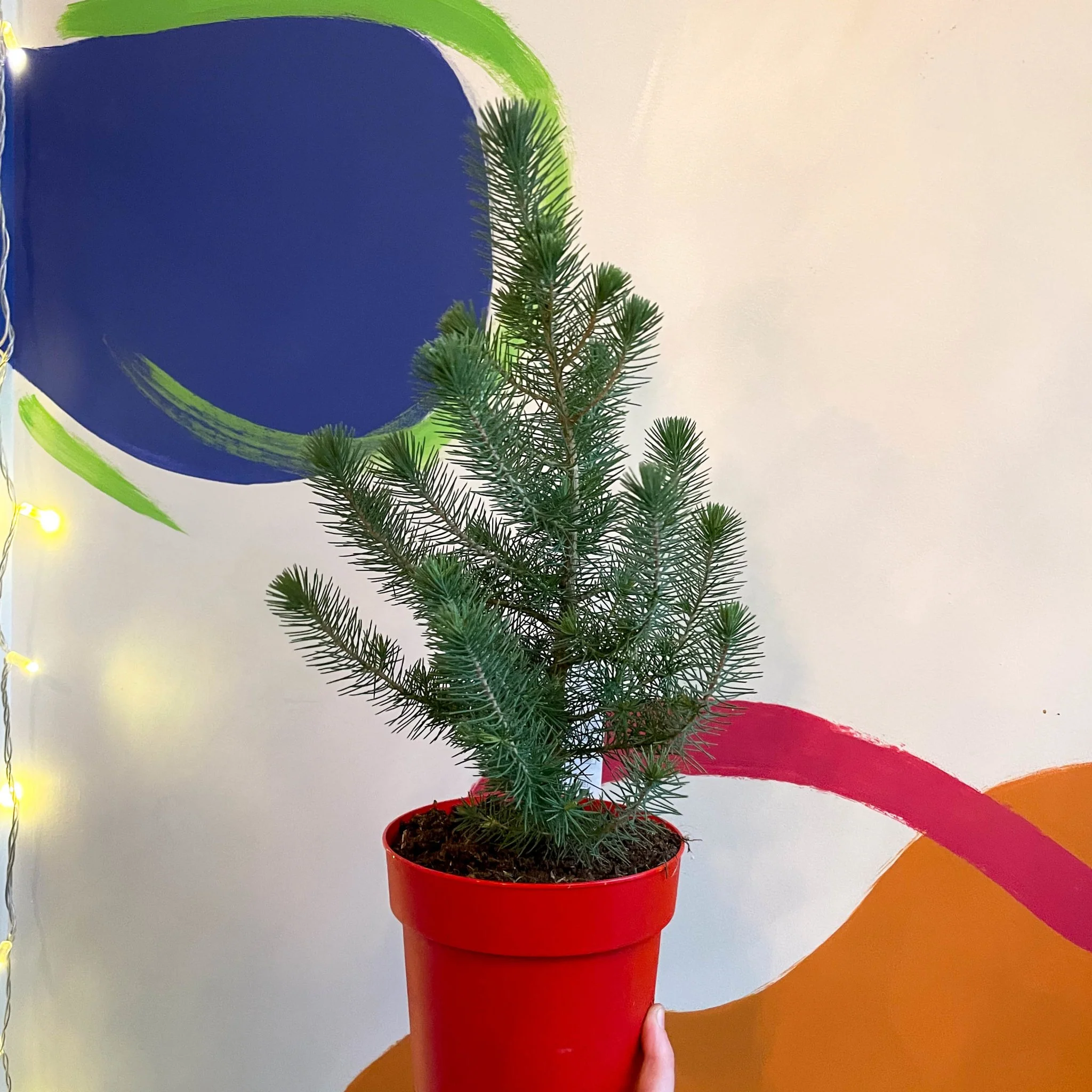 Pinus pinea 'Silver Crest' - Potted Christmas Pine Tree - Image 2