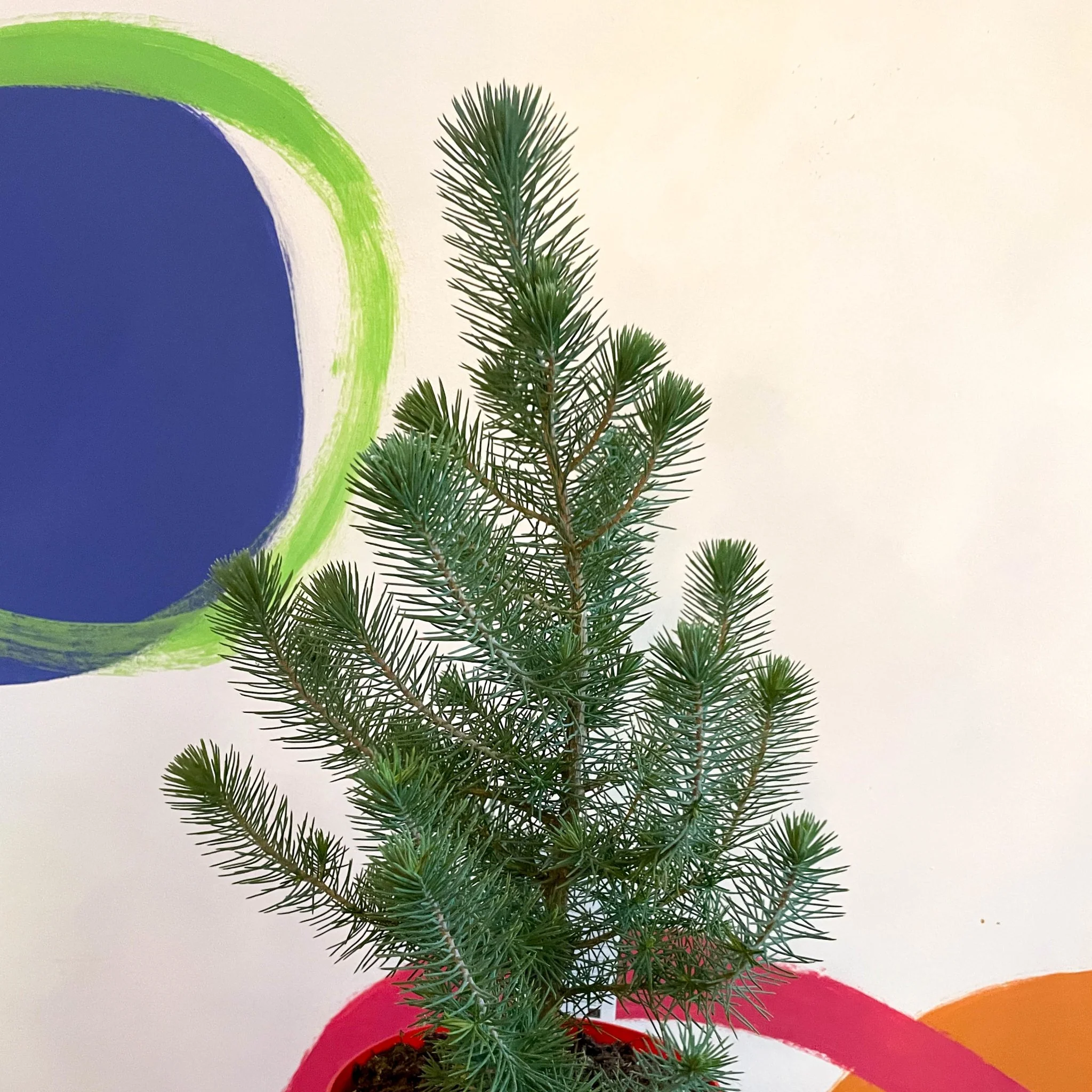 Pinus pinea 'Silver Crest' - Potted Christmas Pine Tree - Image 3