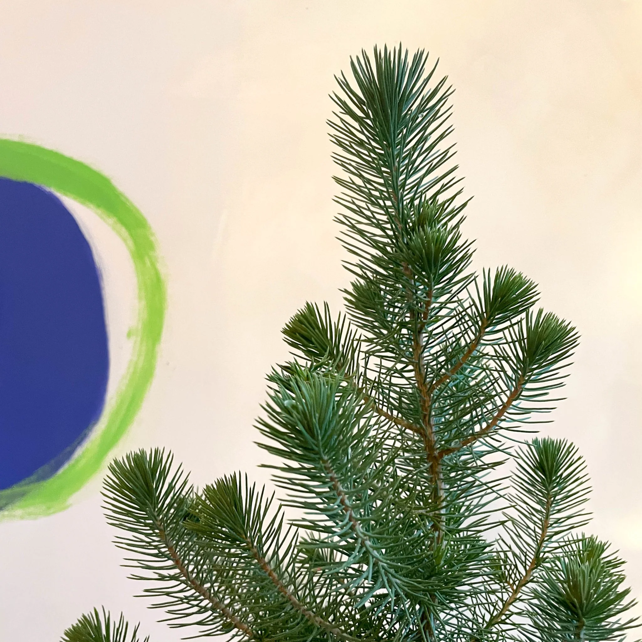 Pinus pinea 'Silver Crest' - Potted Christmas Pine Tree - Image 4