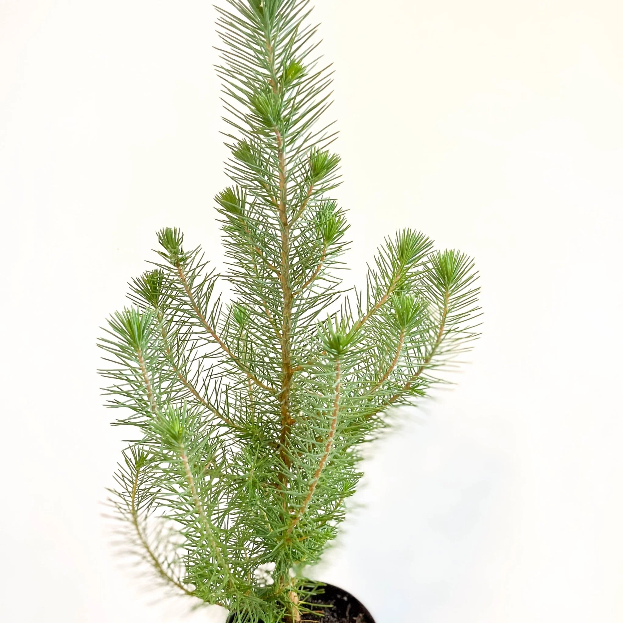 Pinus pinea 'Silver Crest' - Potted Christmas Pine Tree - Image 5