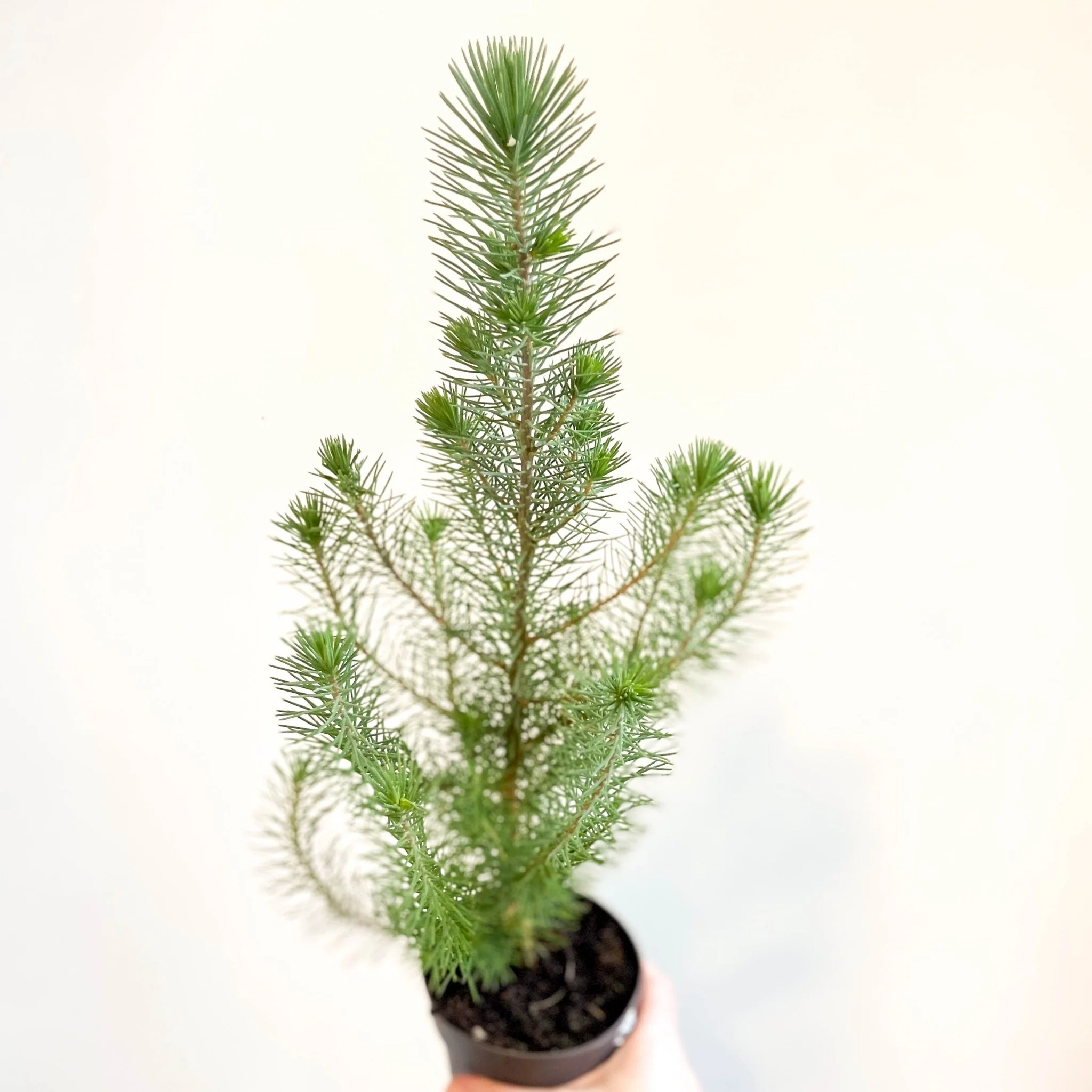Pinus pinea 'Silver Crest' - Potted Christmas Pine Tree - Image 6