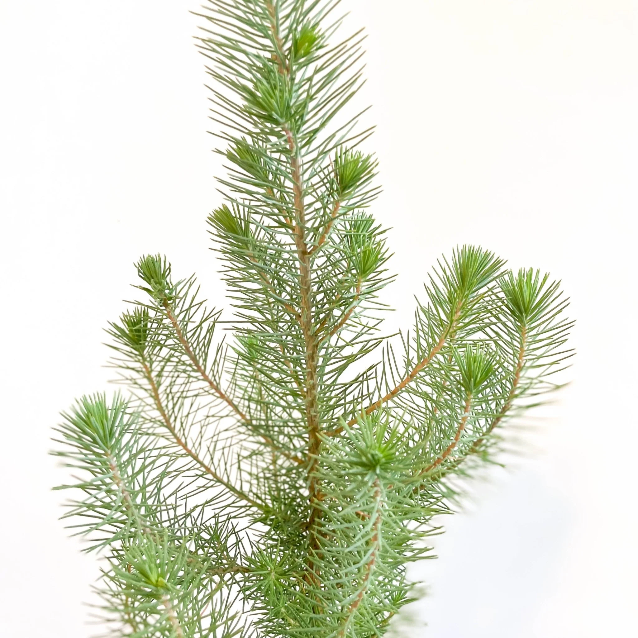 Pinus pinea 'Silver Crest' - Potted Christmas Pine Tree - Image 7